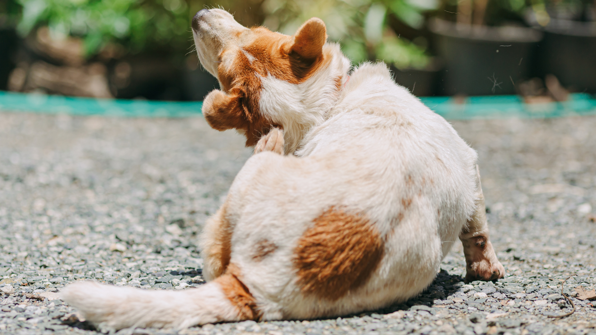 首回りをかいている犬