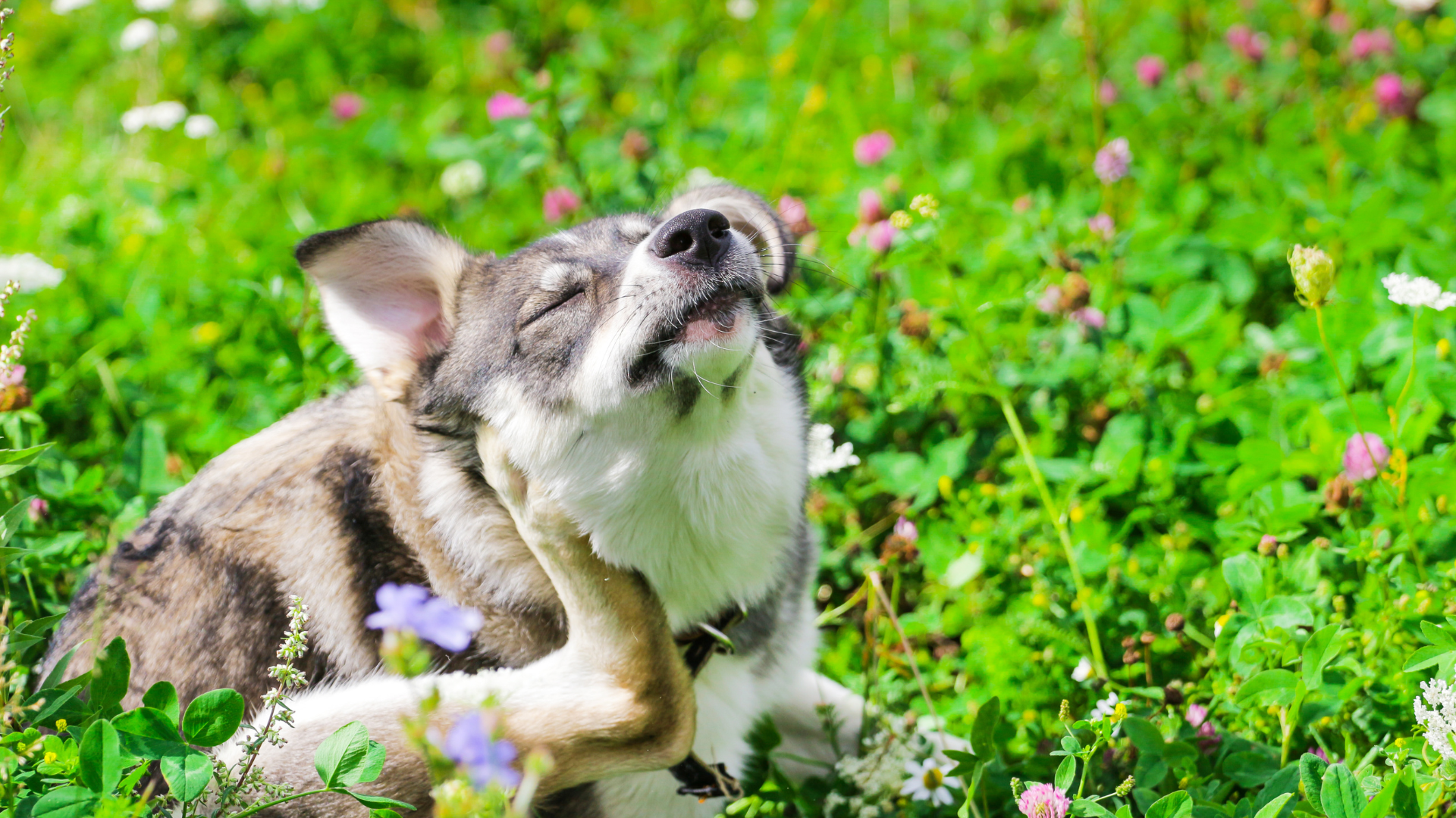 体を掻いている犬