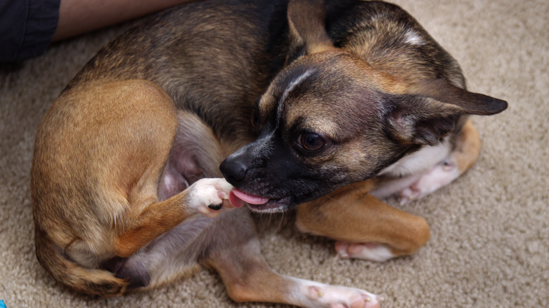 自分の足をなめている犬