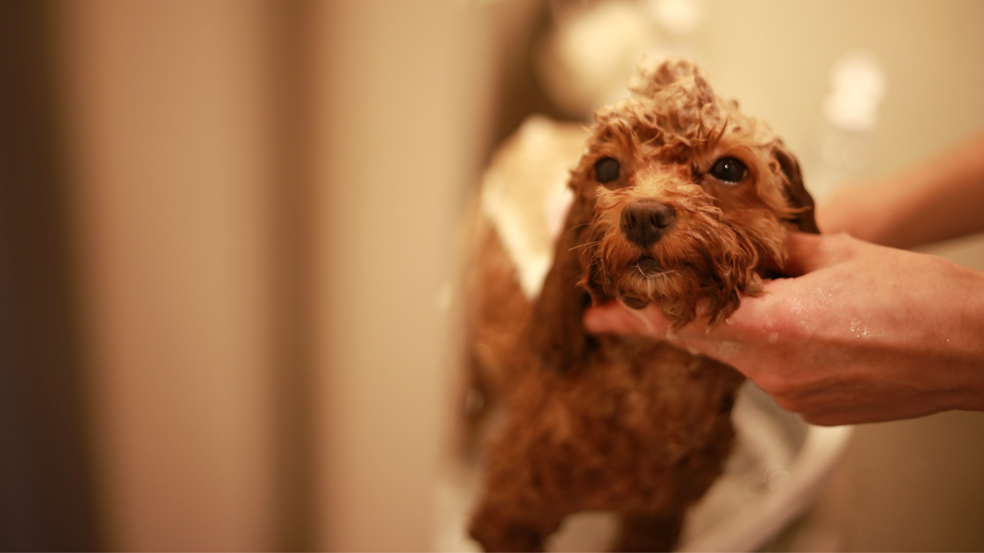 シャンプーをされている犬