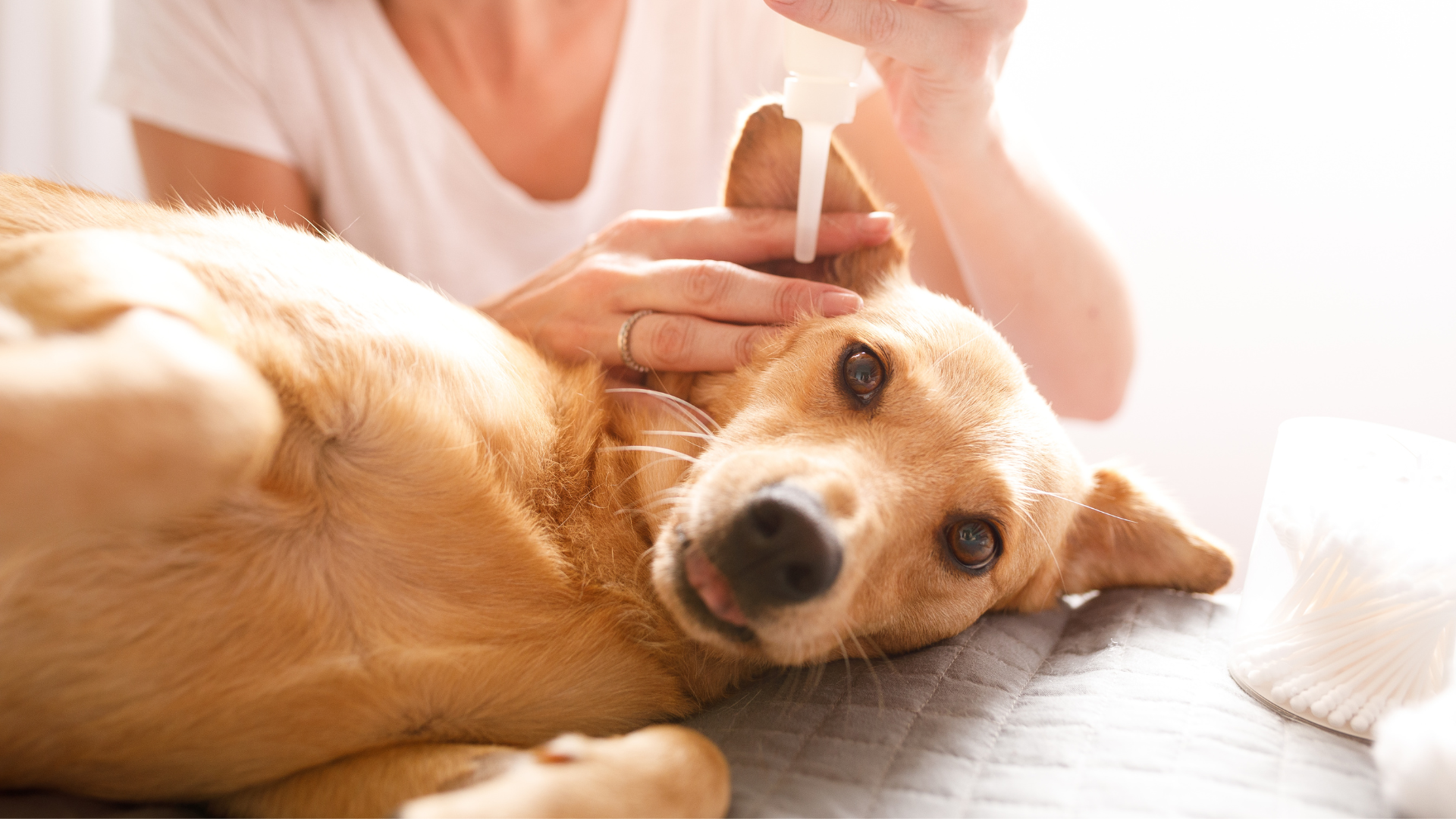 耳に点眼されている犬