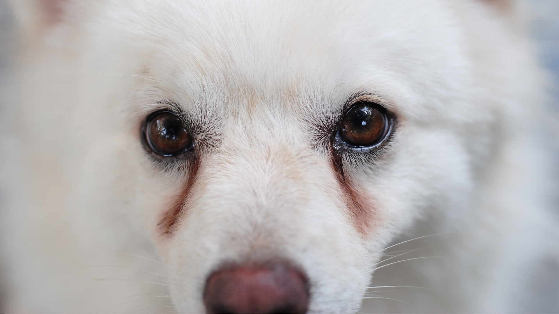 涙やけがある犬