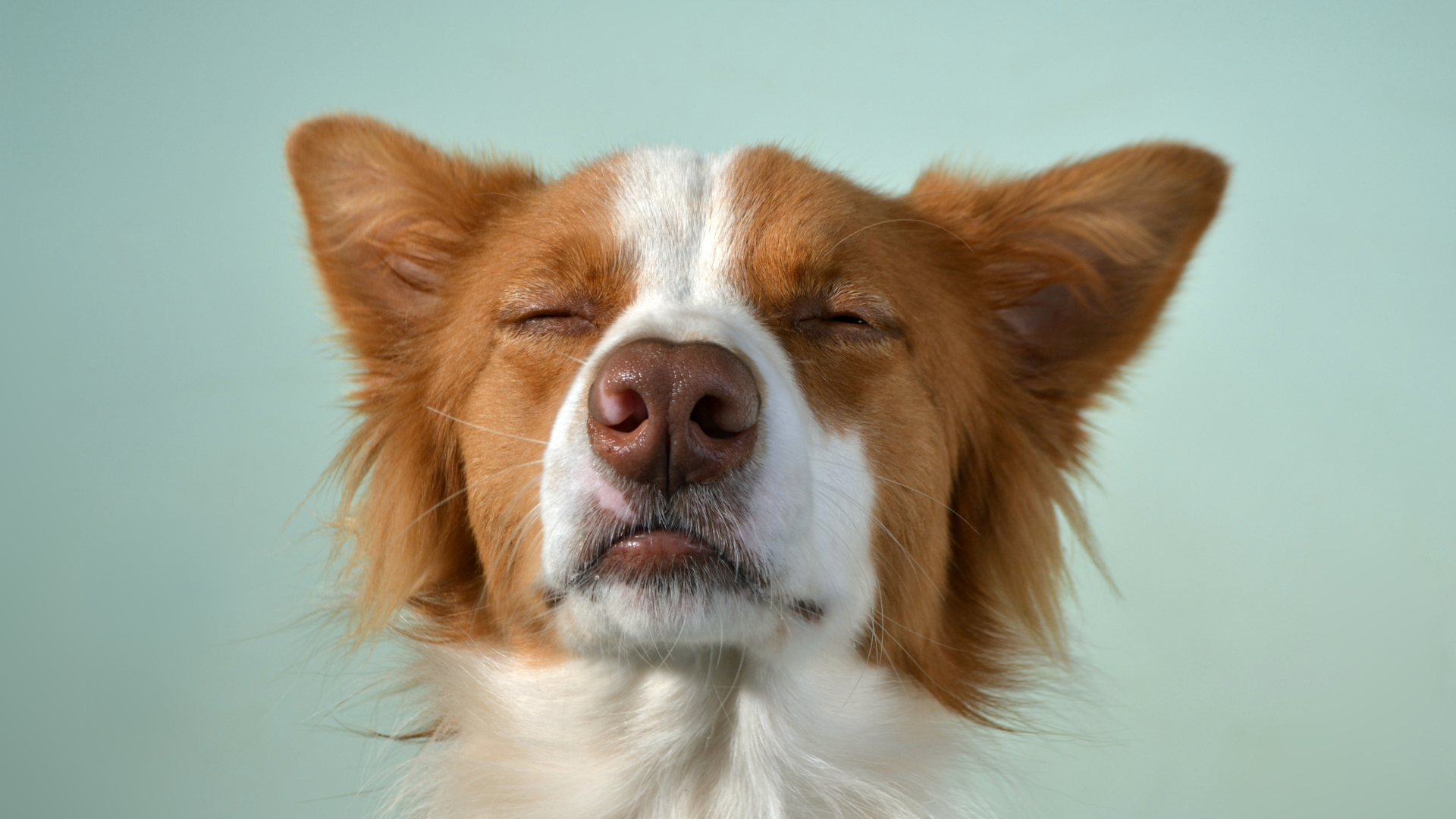 目をつぶる犬