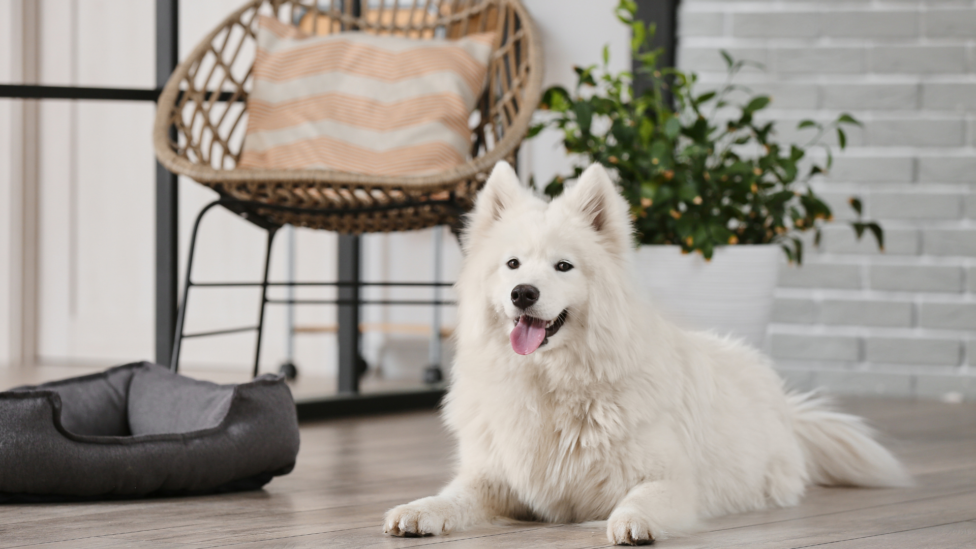 リビングでくつろいでいる犬