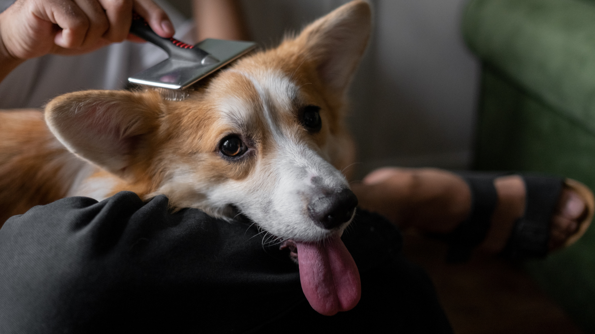 ブラッシングされている犬