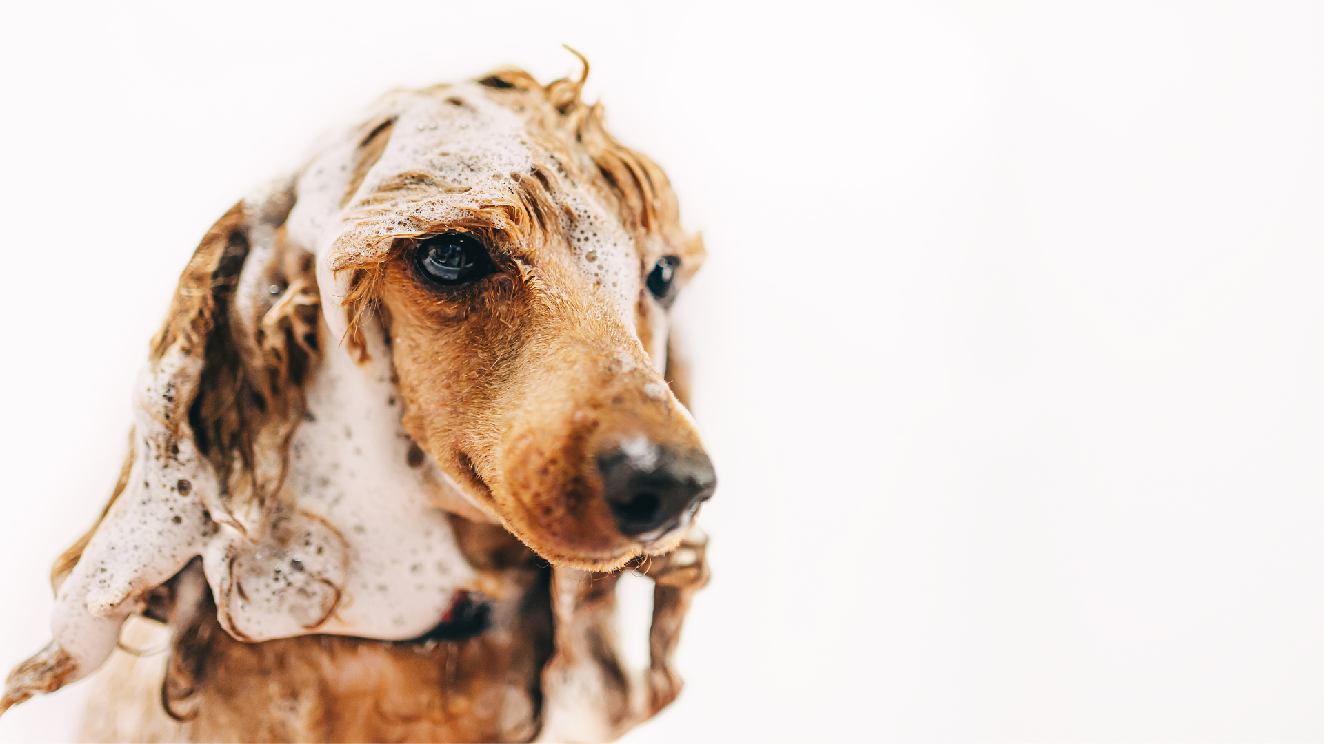 シャンプーされている犬