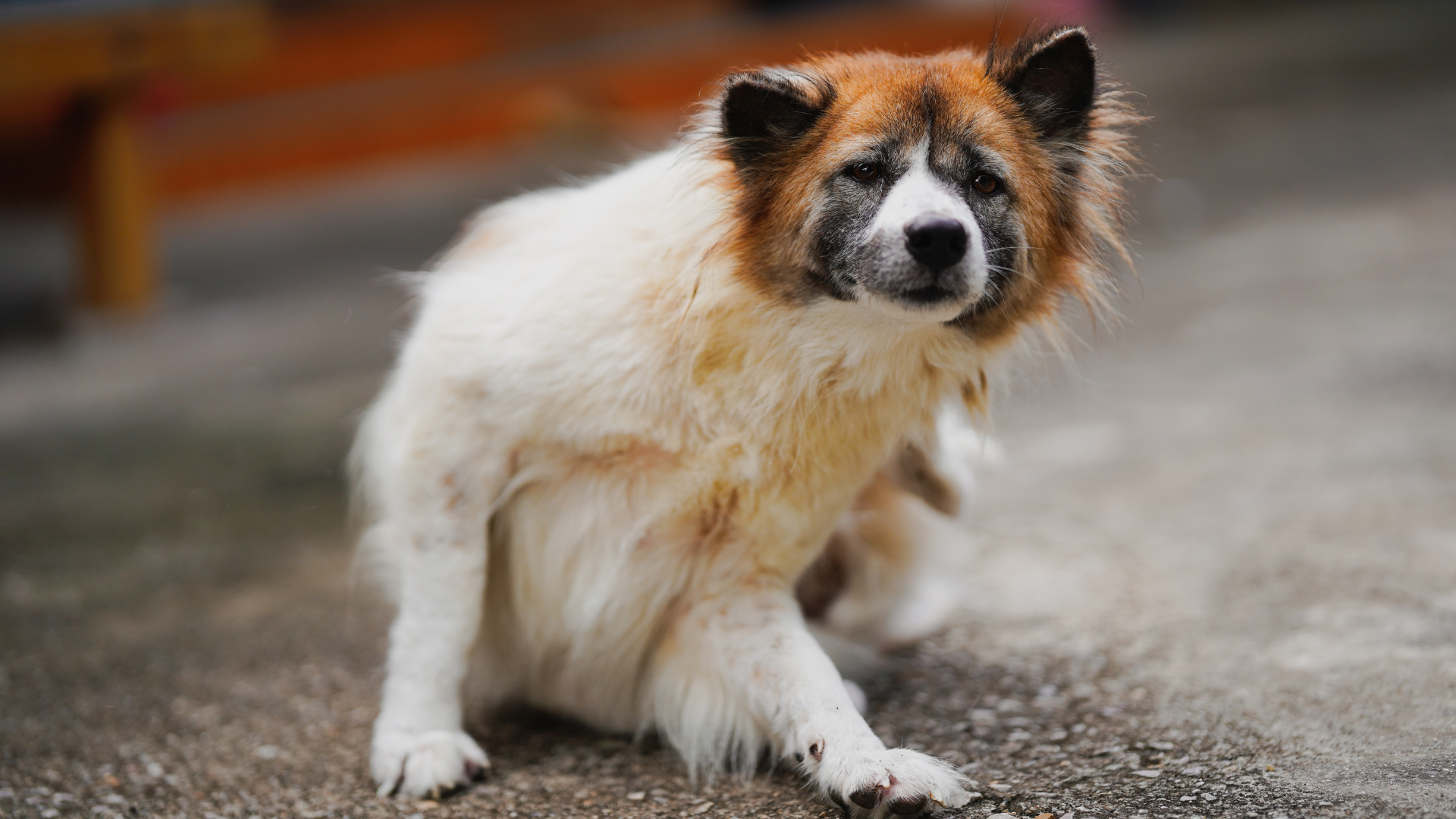 体を掻いている犬