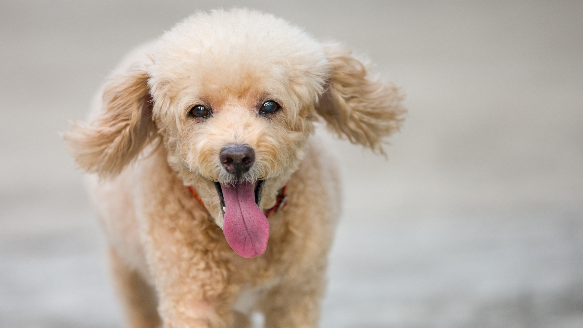 トイプードル(小型犬)