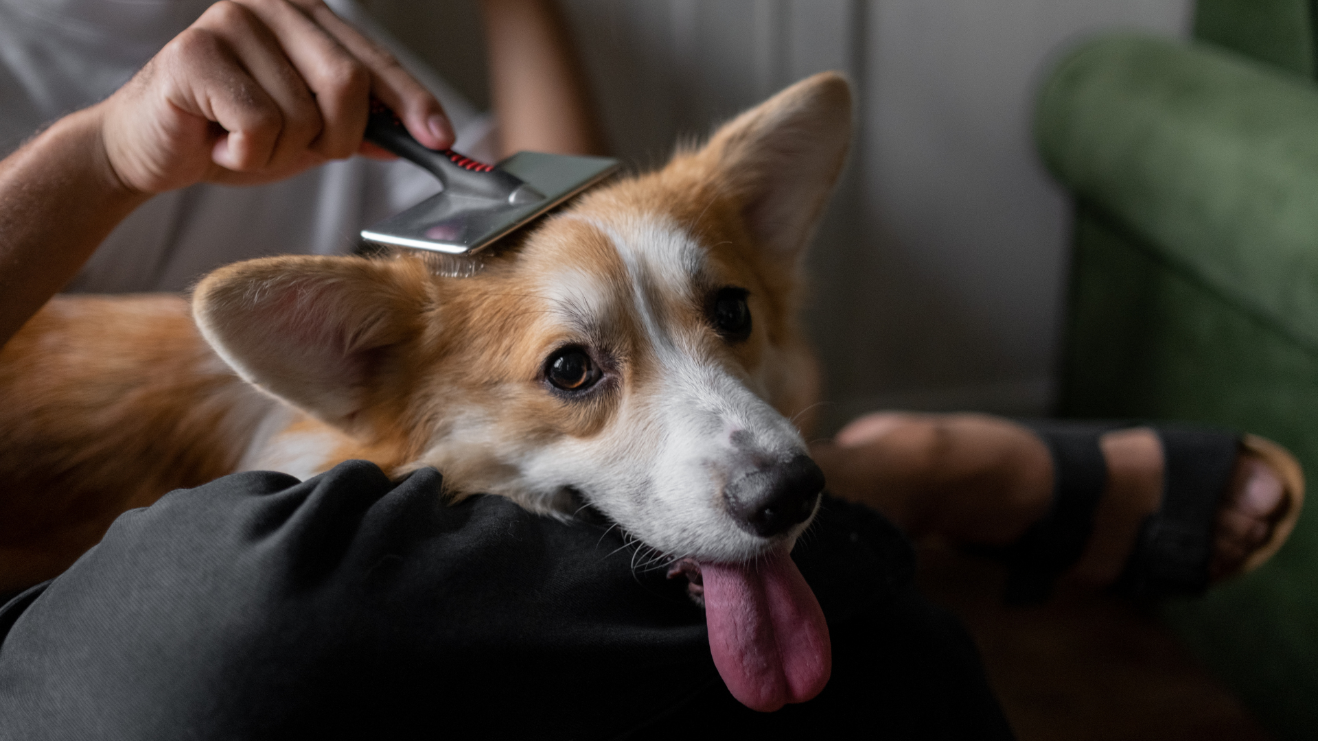 ブラッシングされている犬