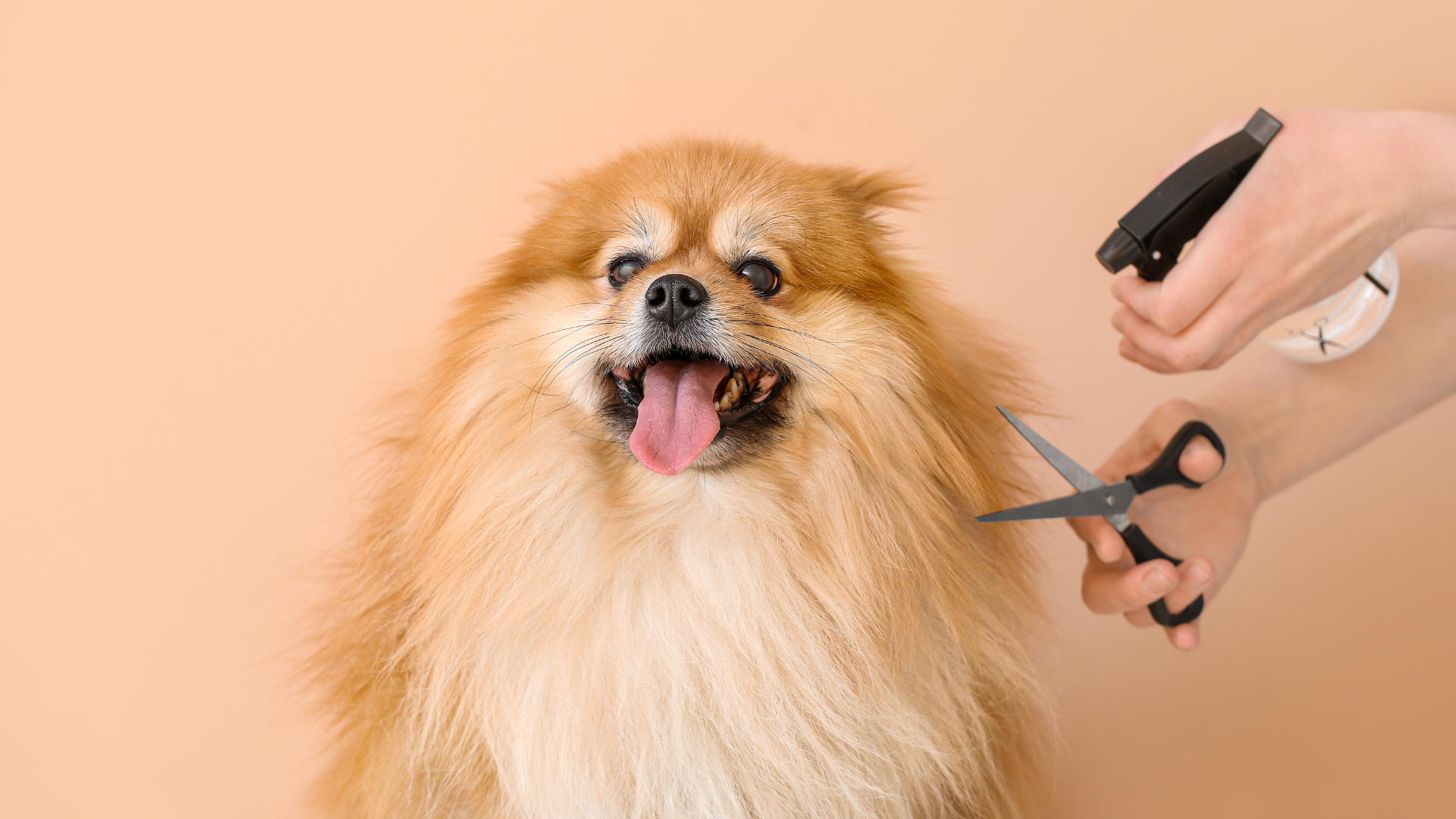 トリミングされている犬