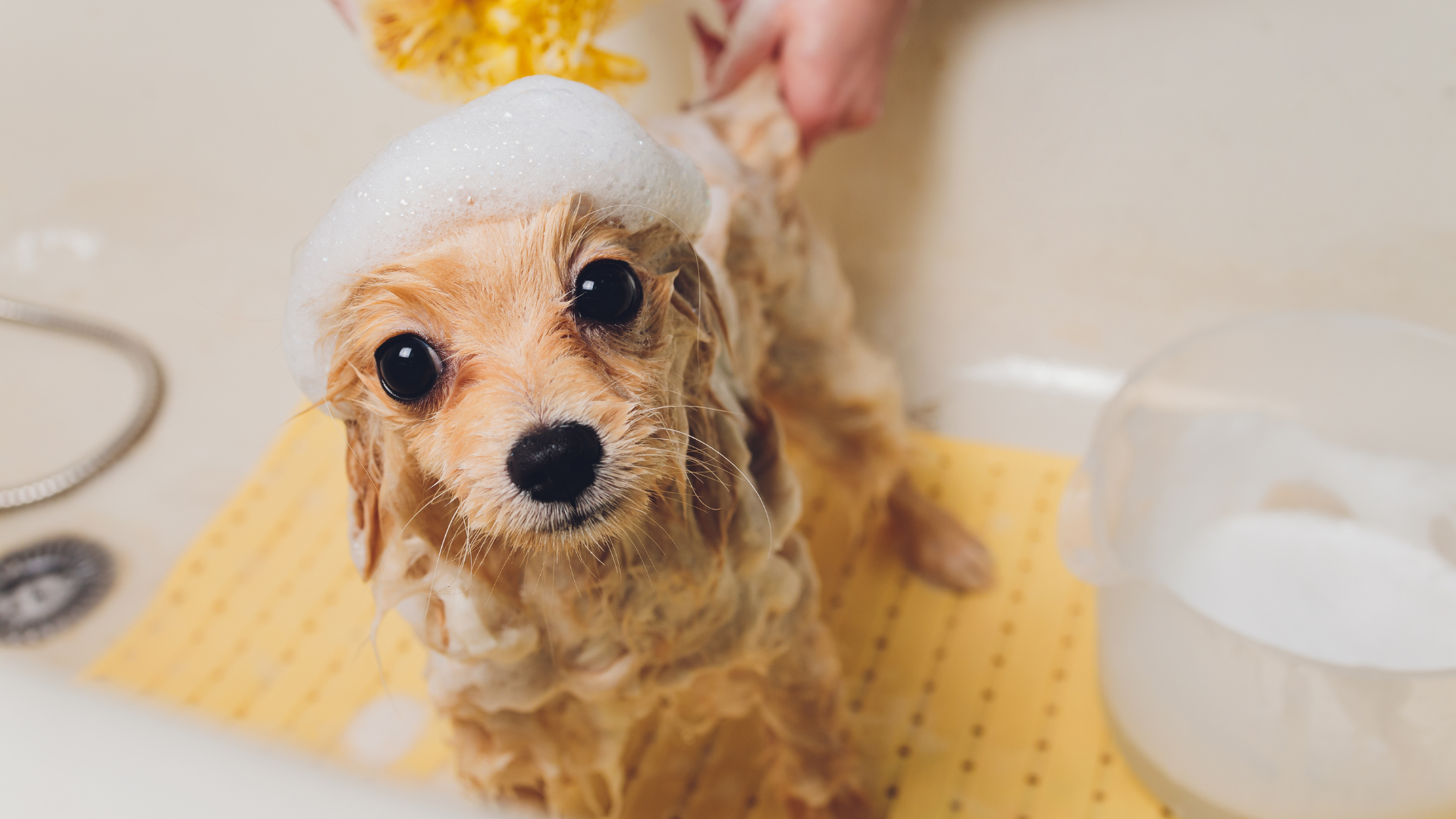 泡で洗われている犬