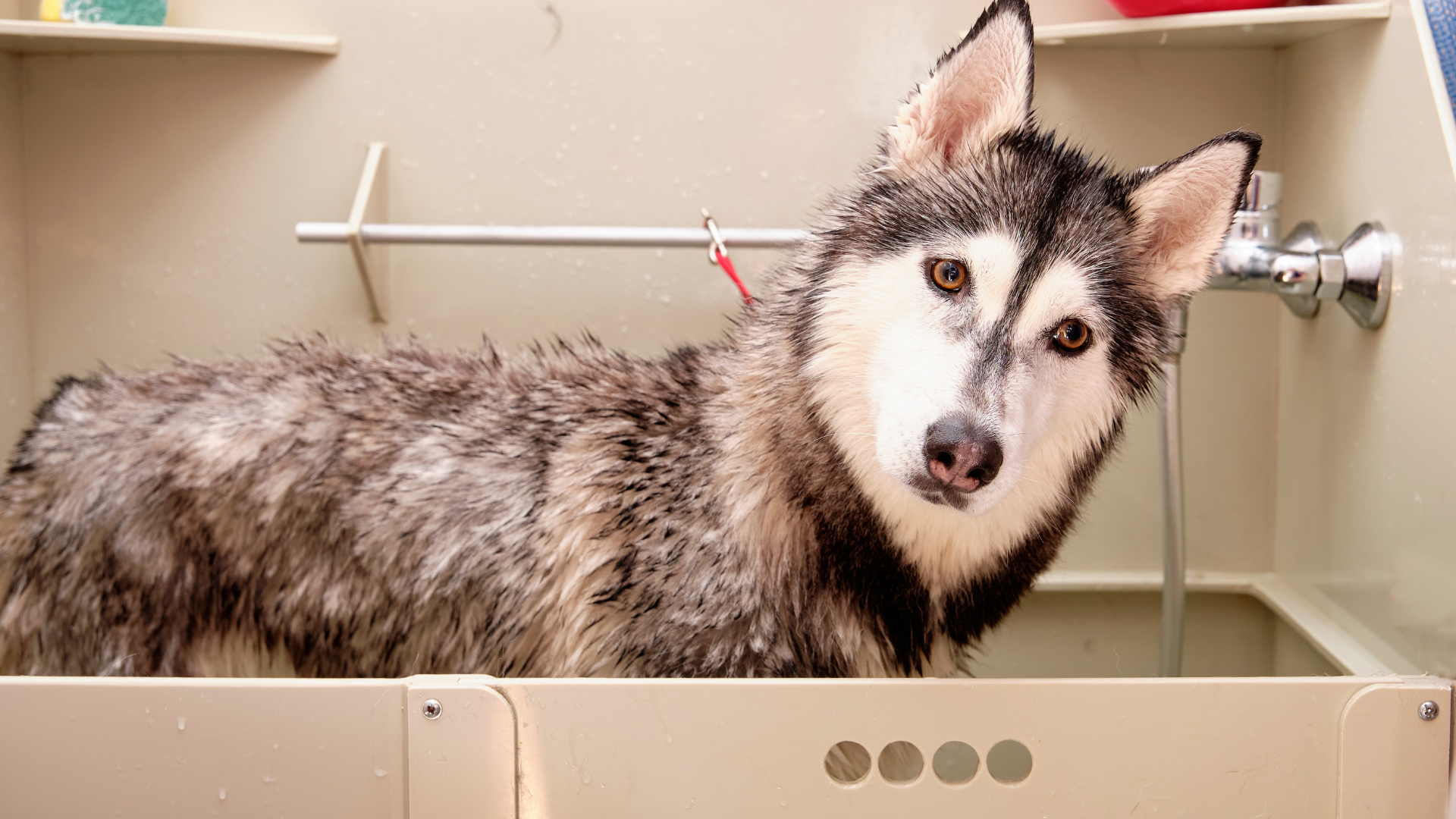 首をかしげるハスキー犬