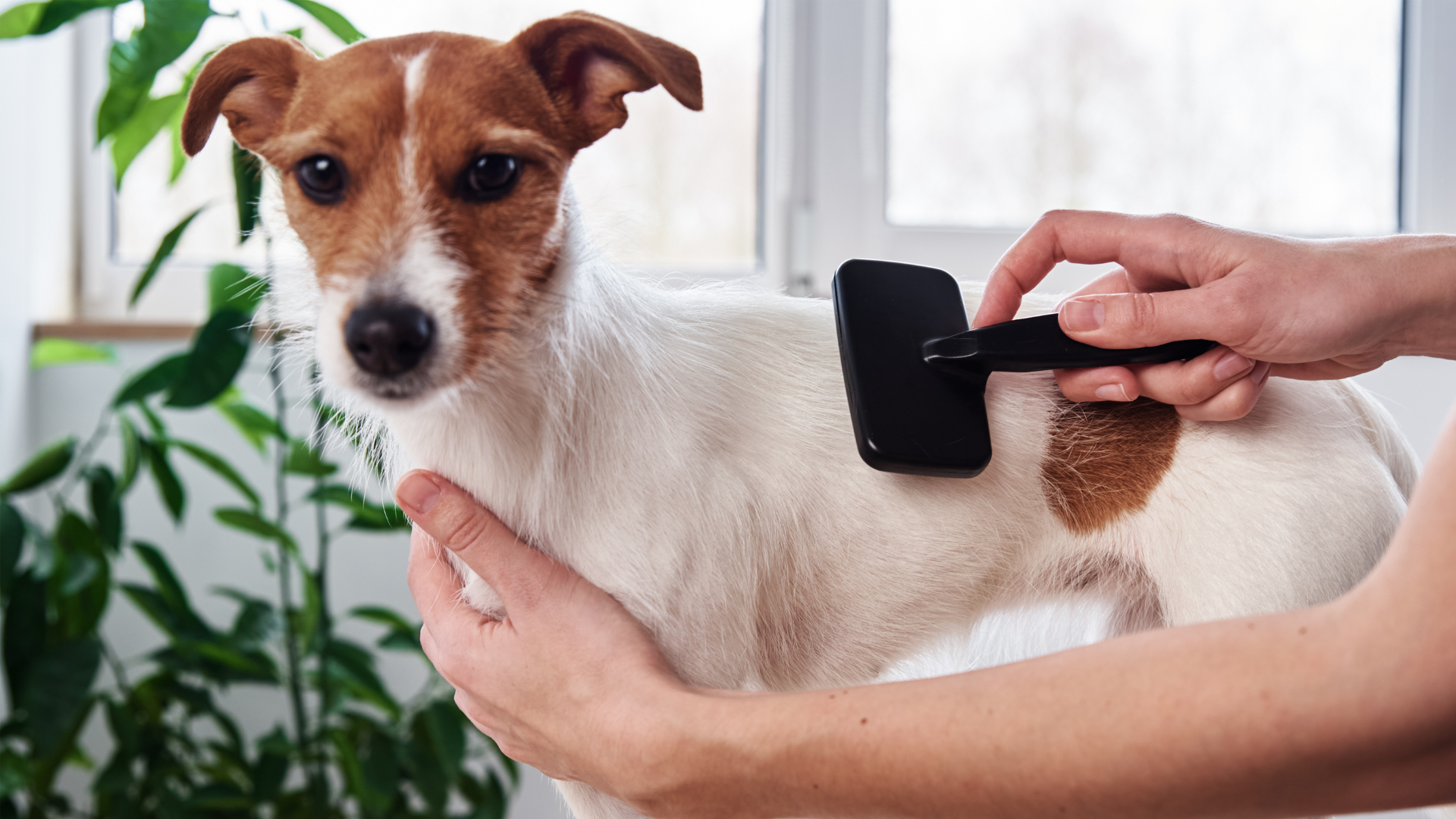ブラッシングされている犬