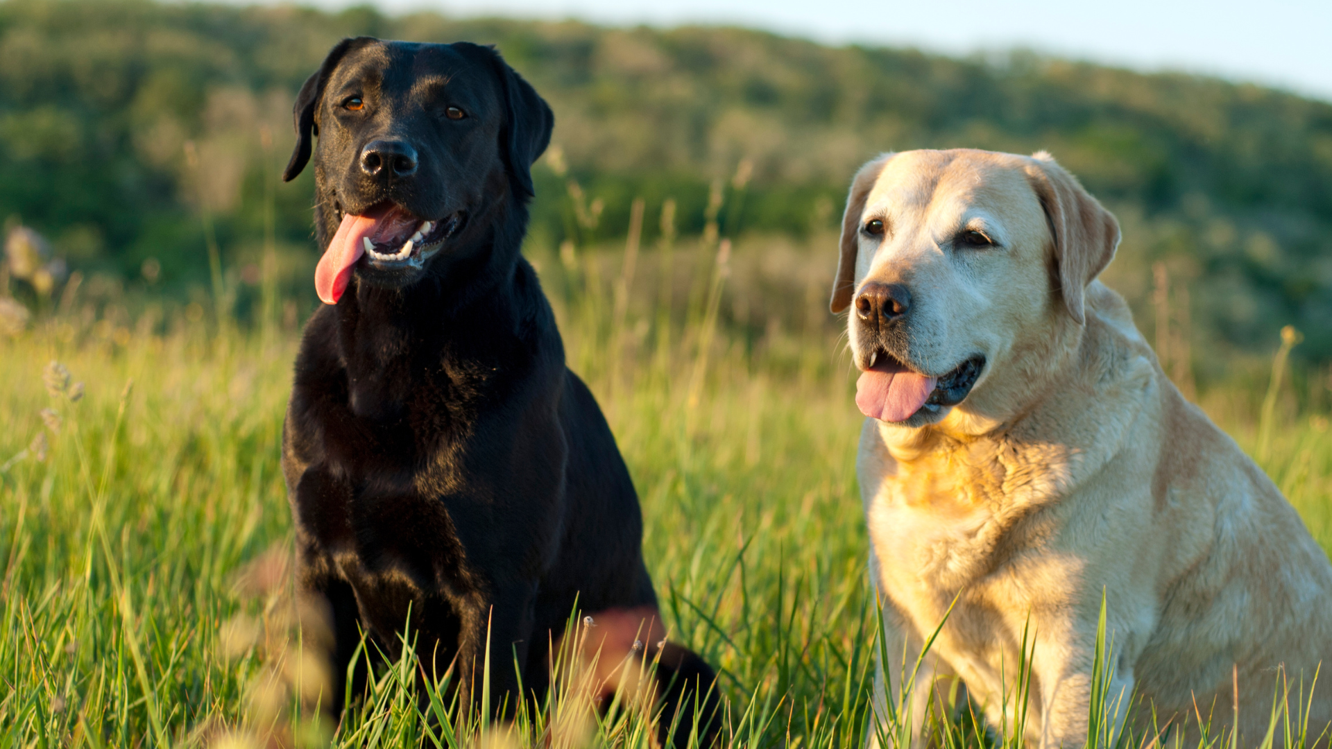 陽に当たるラブラドールレトリバー