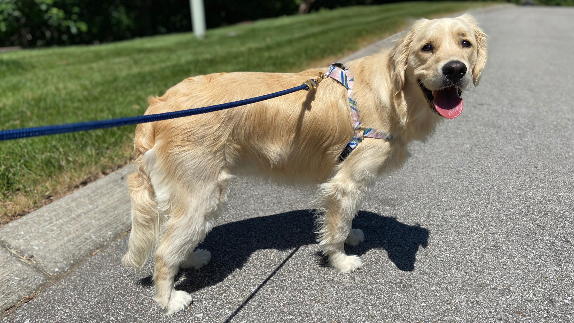 散歩中のゴールデンレトリバー