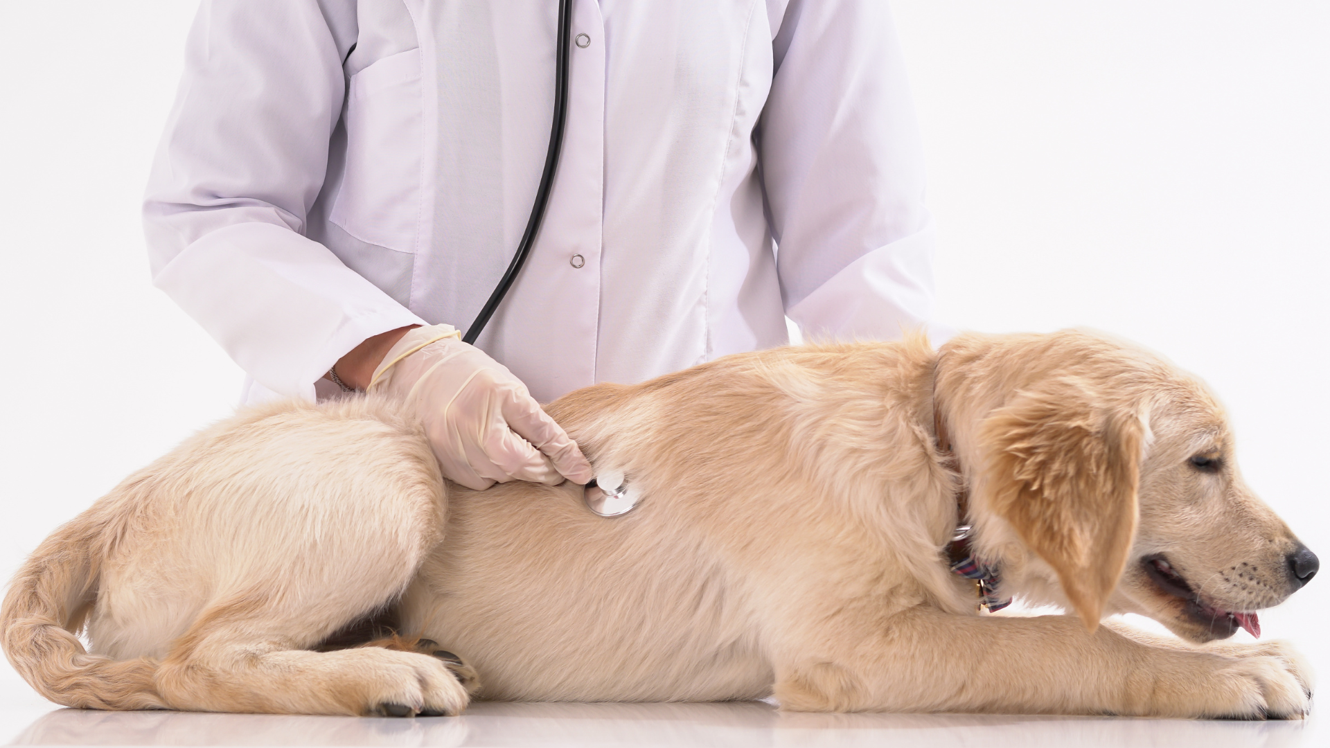 獣医師の診察を受けるゴールデンレトリバー