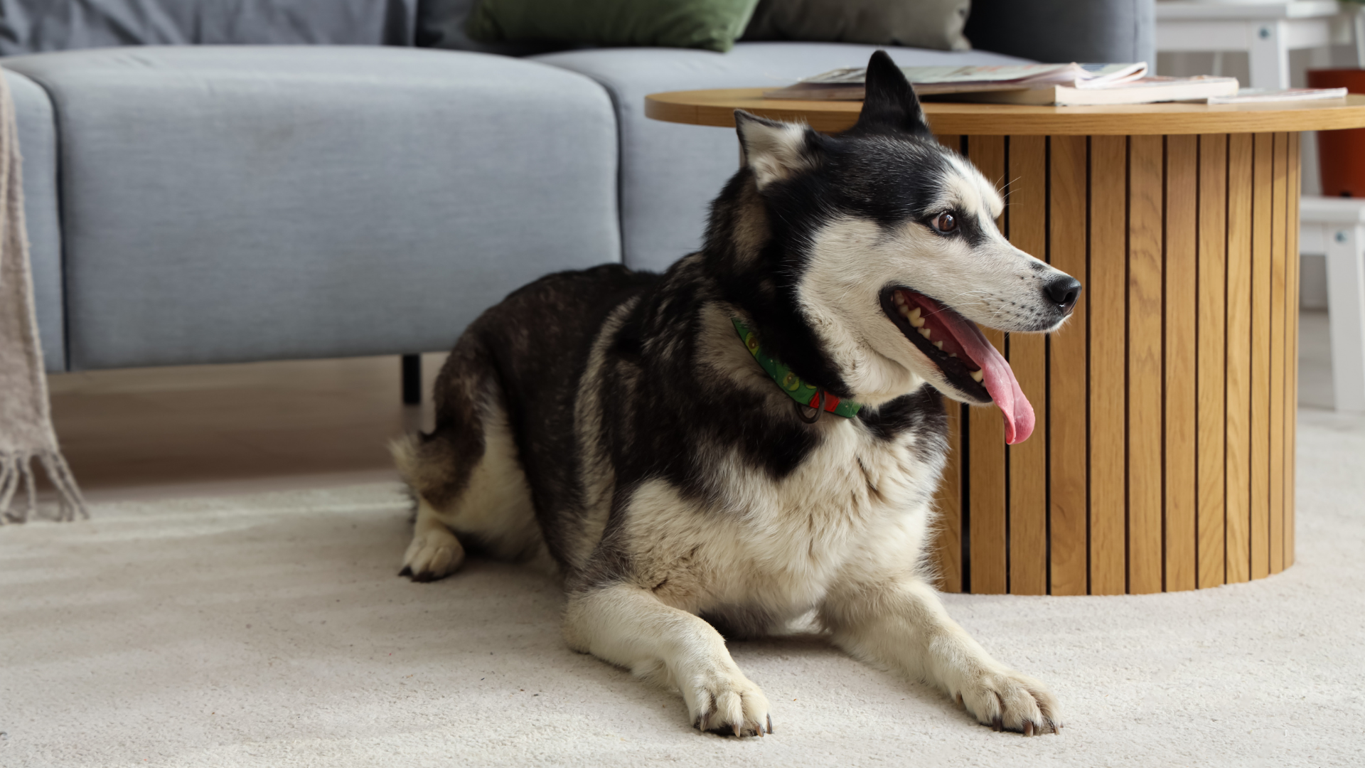 リビングにいるハスキー犬