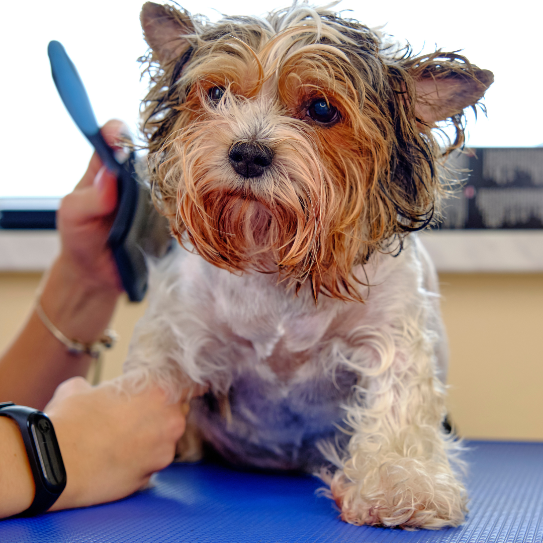 絡まった被毛をブラッシングされている犬
