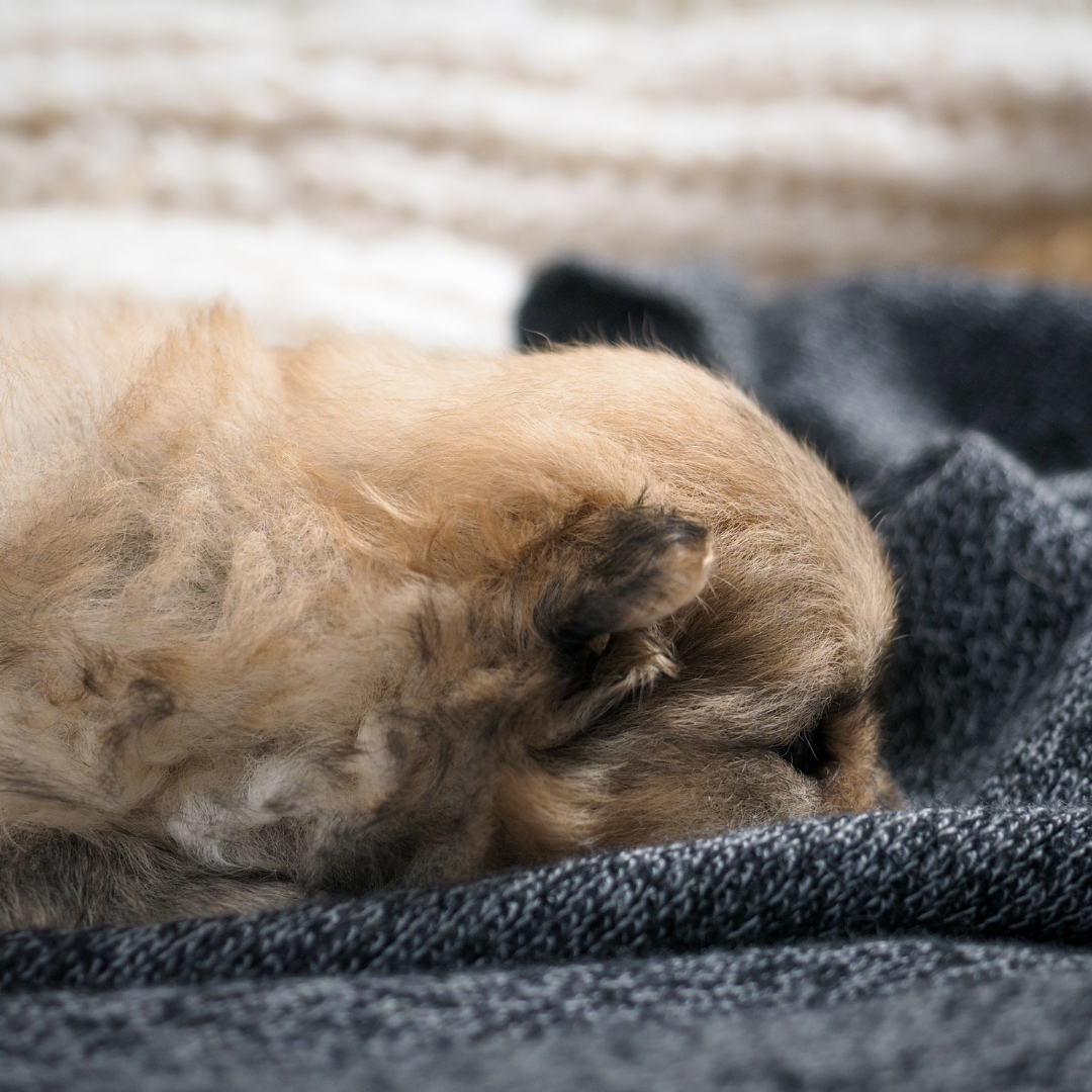 寒くて震える犬