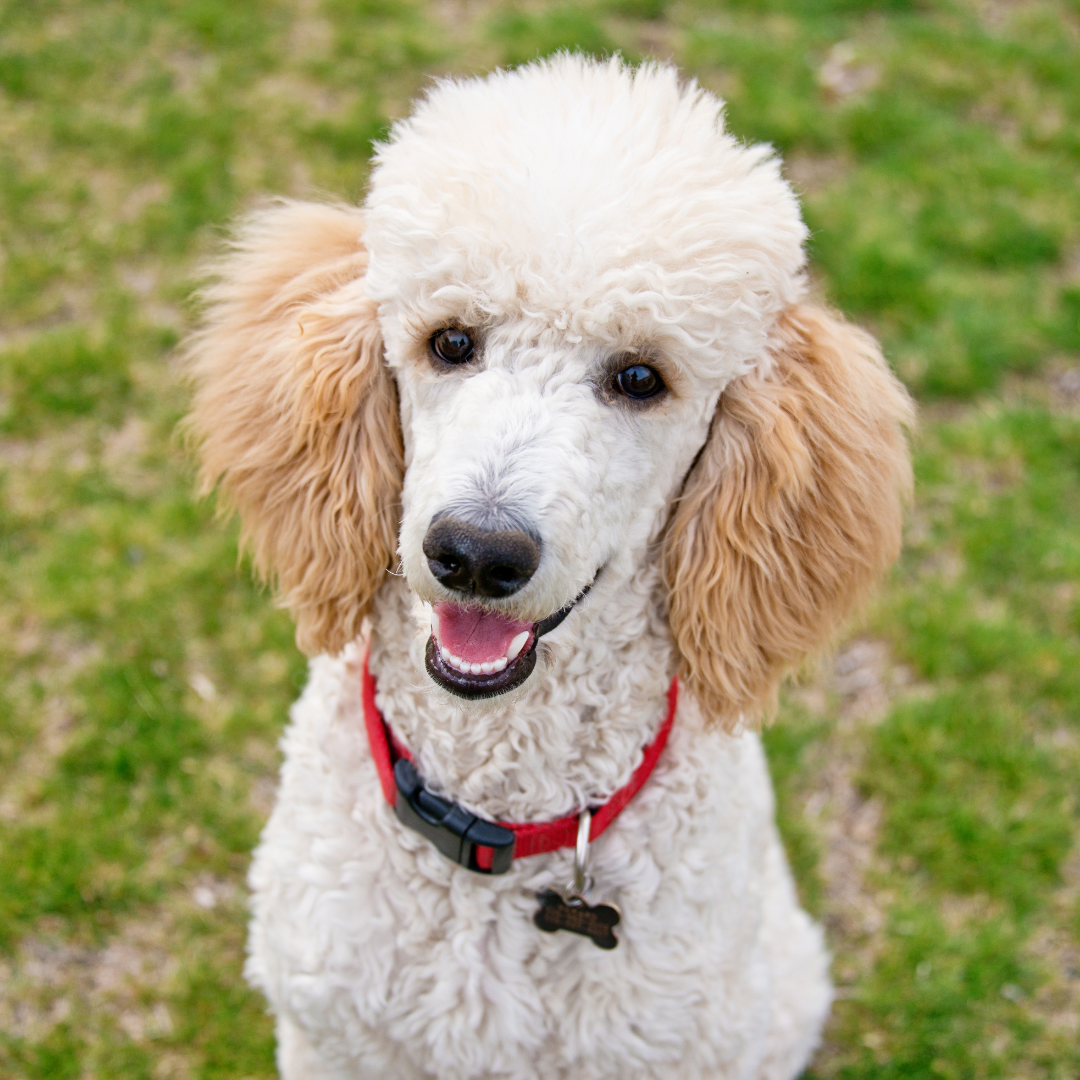 巻き毛のプードル