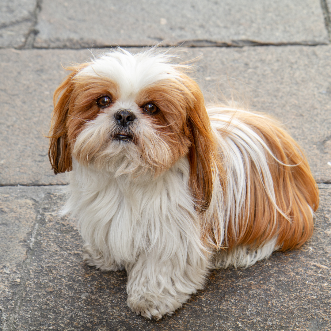 長毛種のシーズー