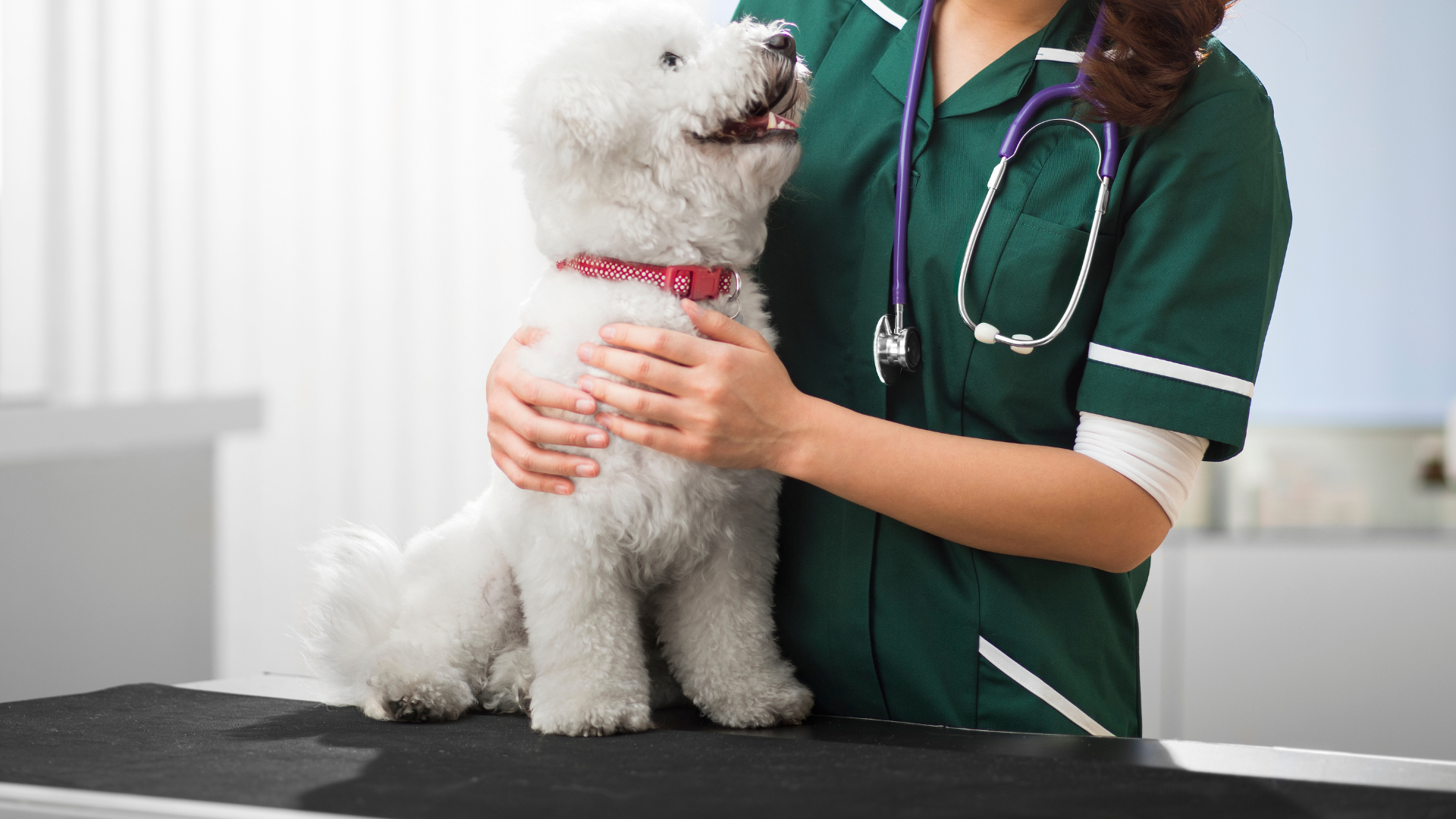 健康診断を受ける犬