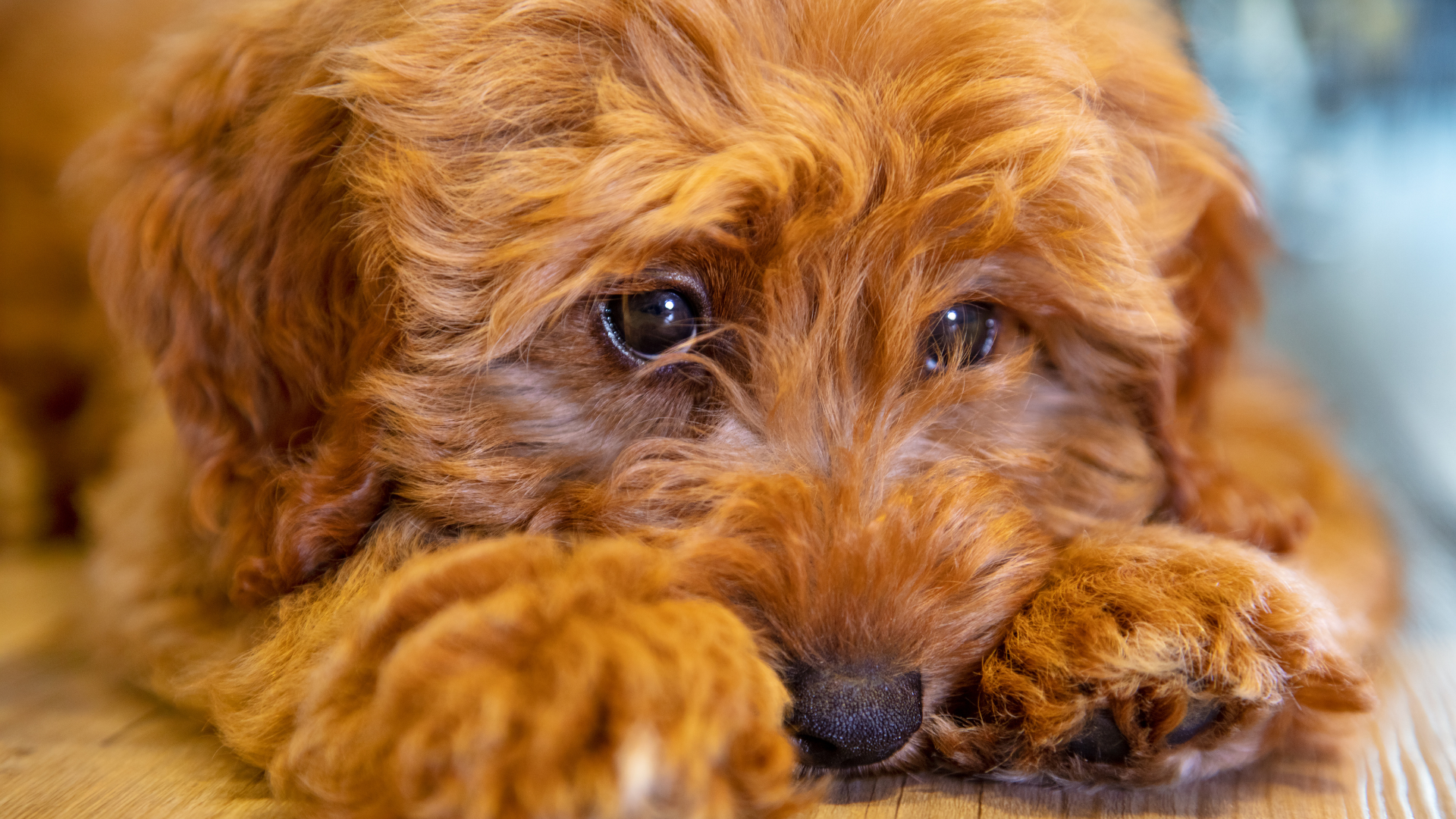 悲しそうにしている犬