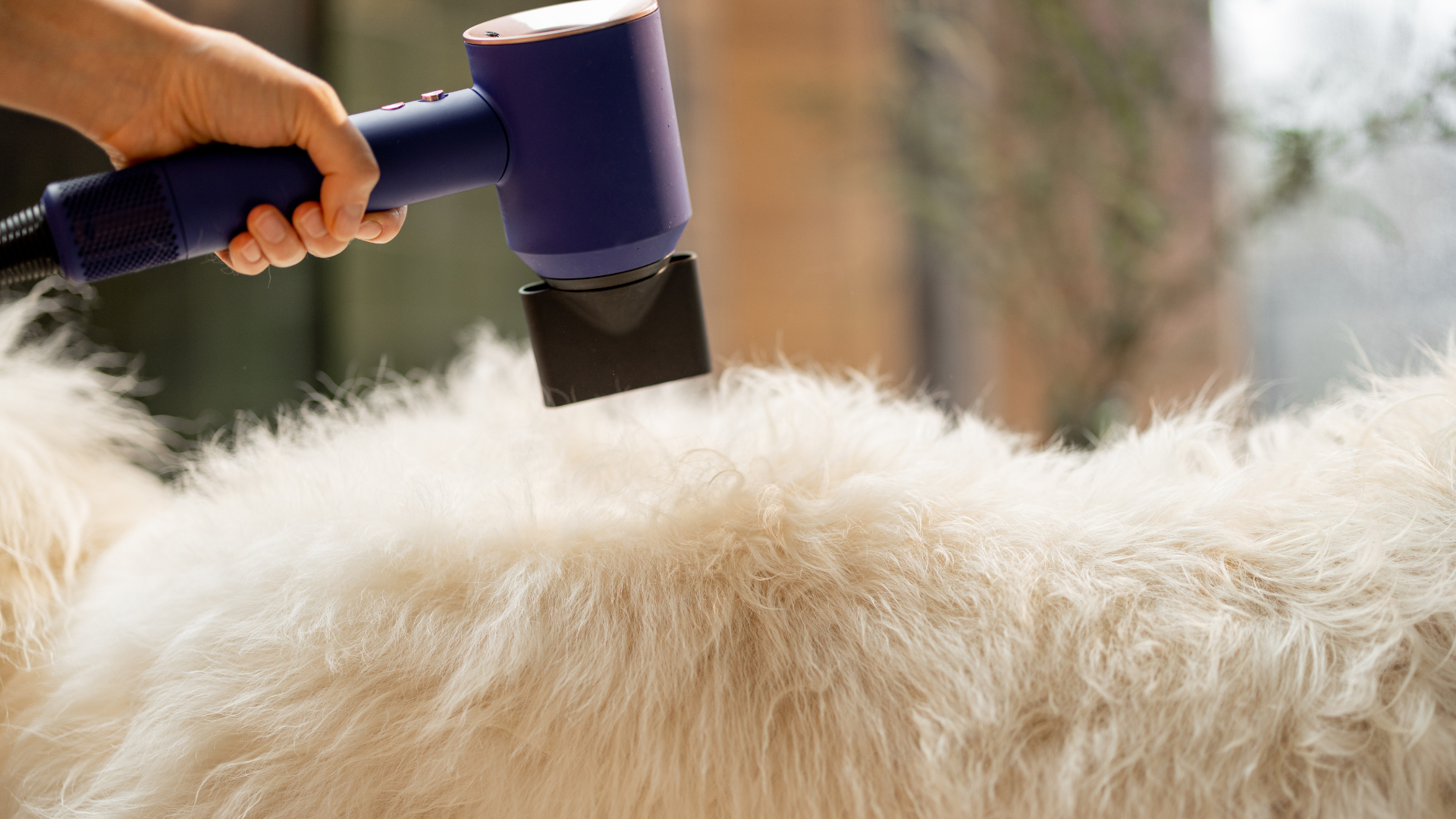 ドライヤーされている犬