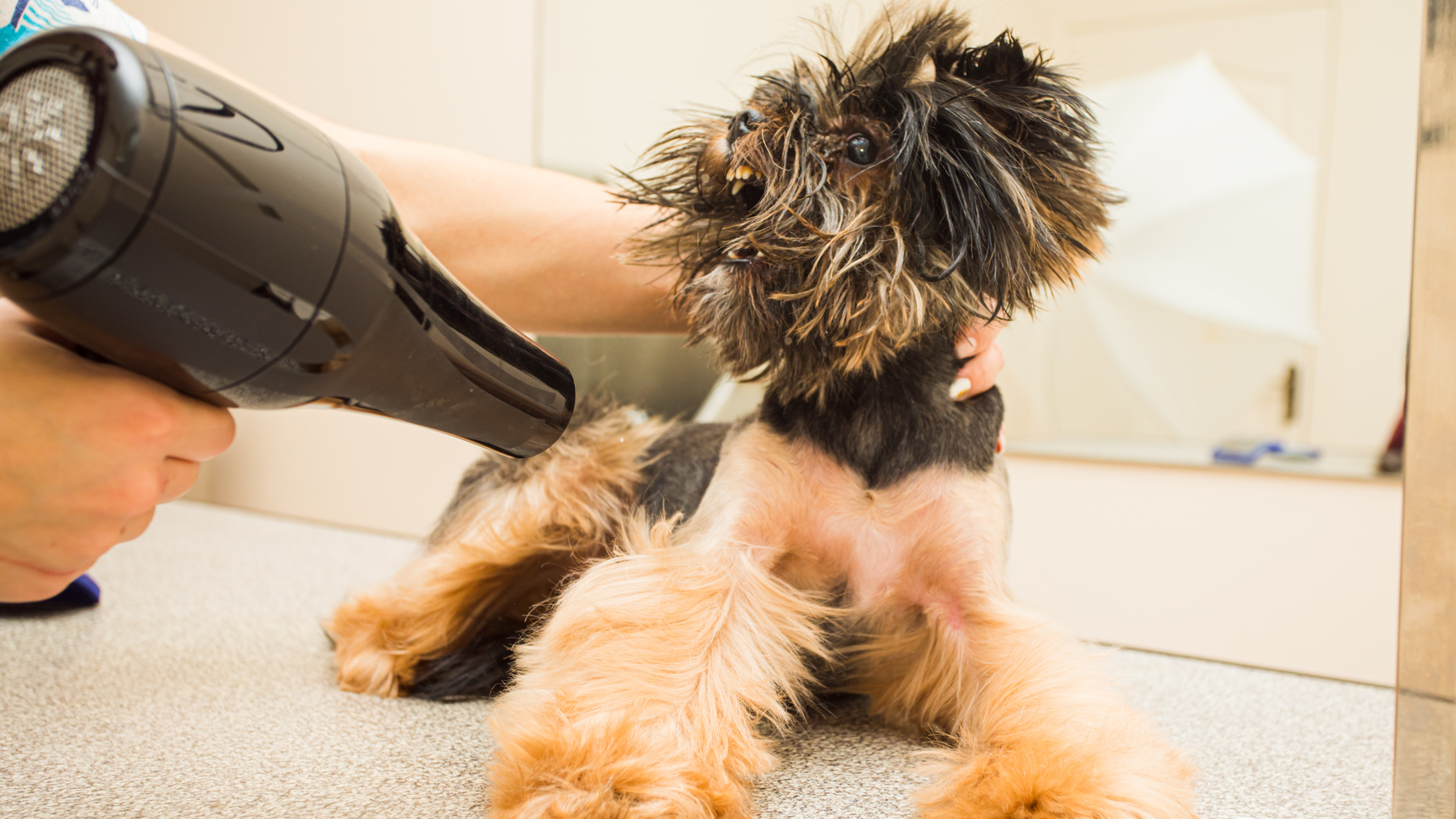 ドライヤーを嫌がる犬