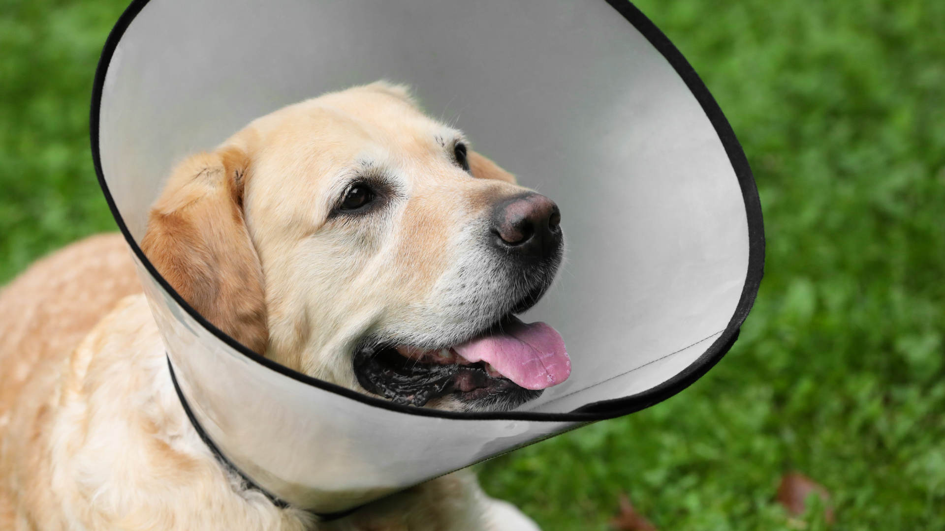 エリザベスカラーをつけている犬