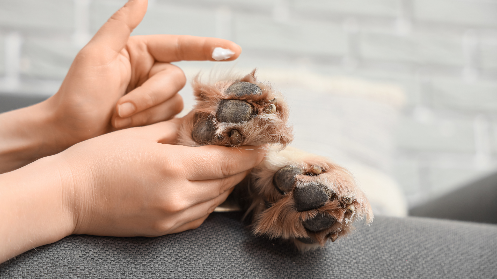 犬の肉球をクリームで保湿する