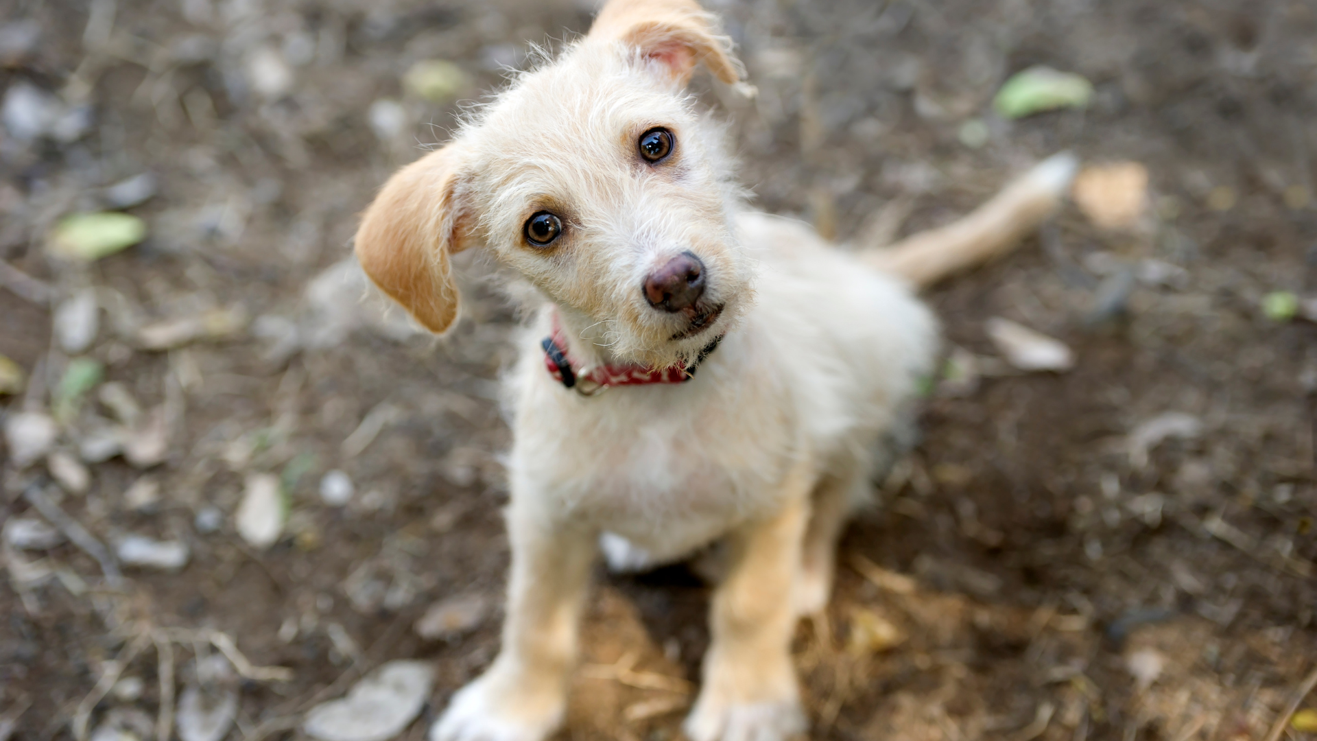 心配している犬