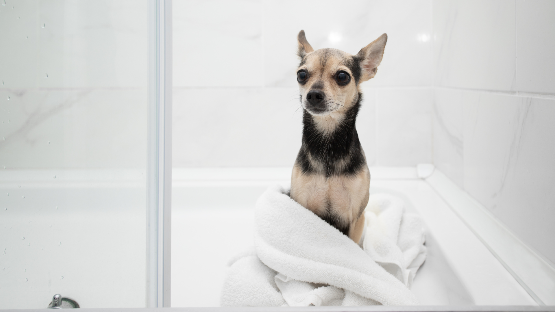 シャンプー後の犬