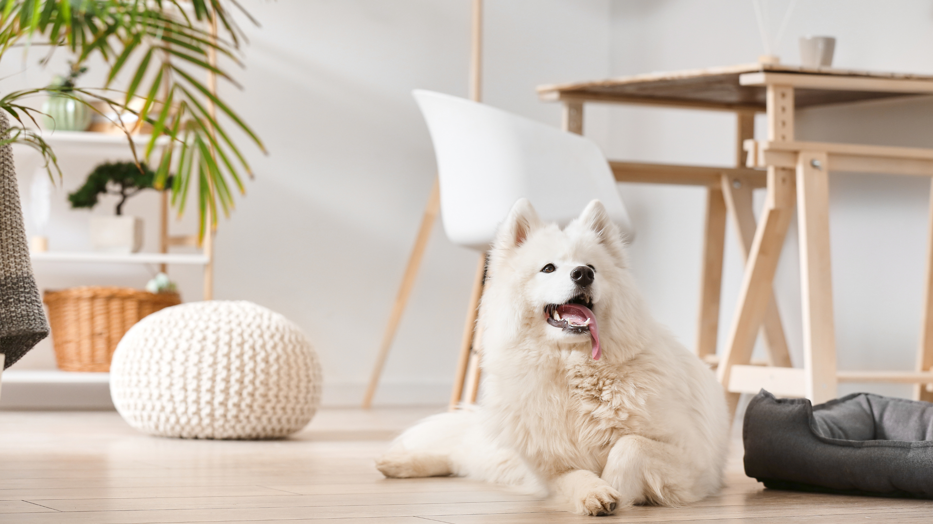 リビングでくつろぐ犬