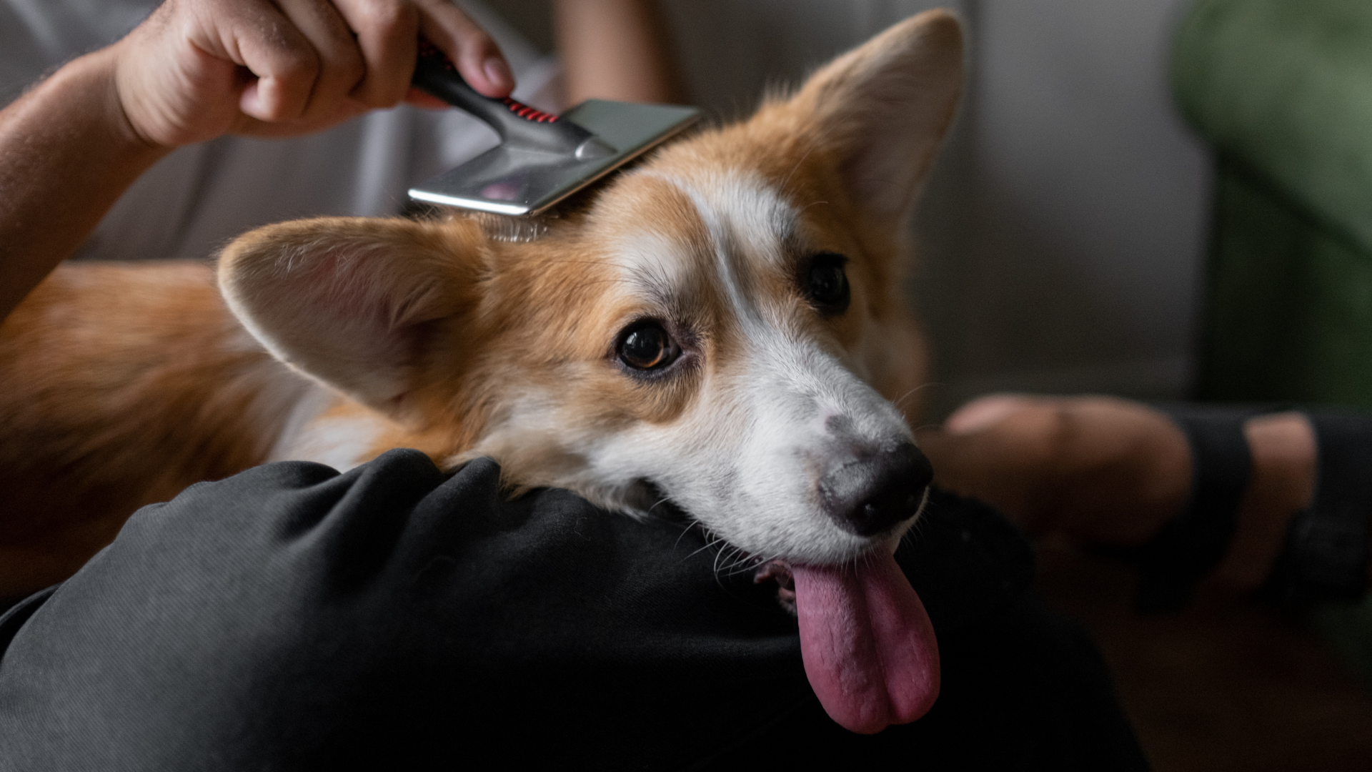 頭をブラッシングされている犬