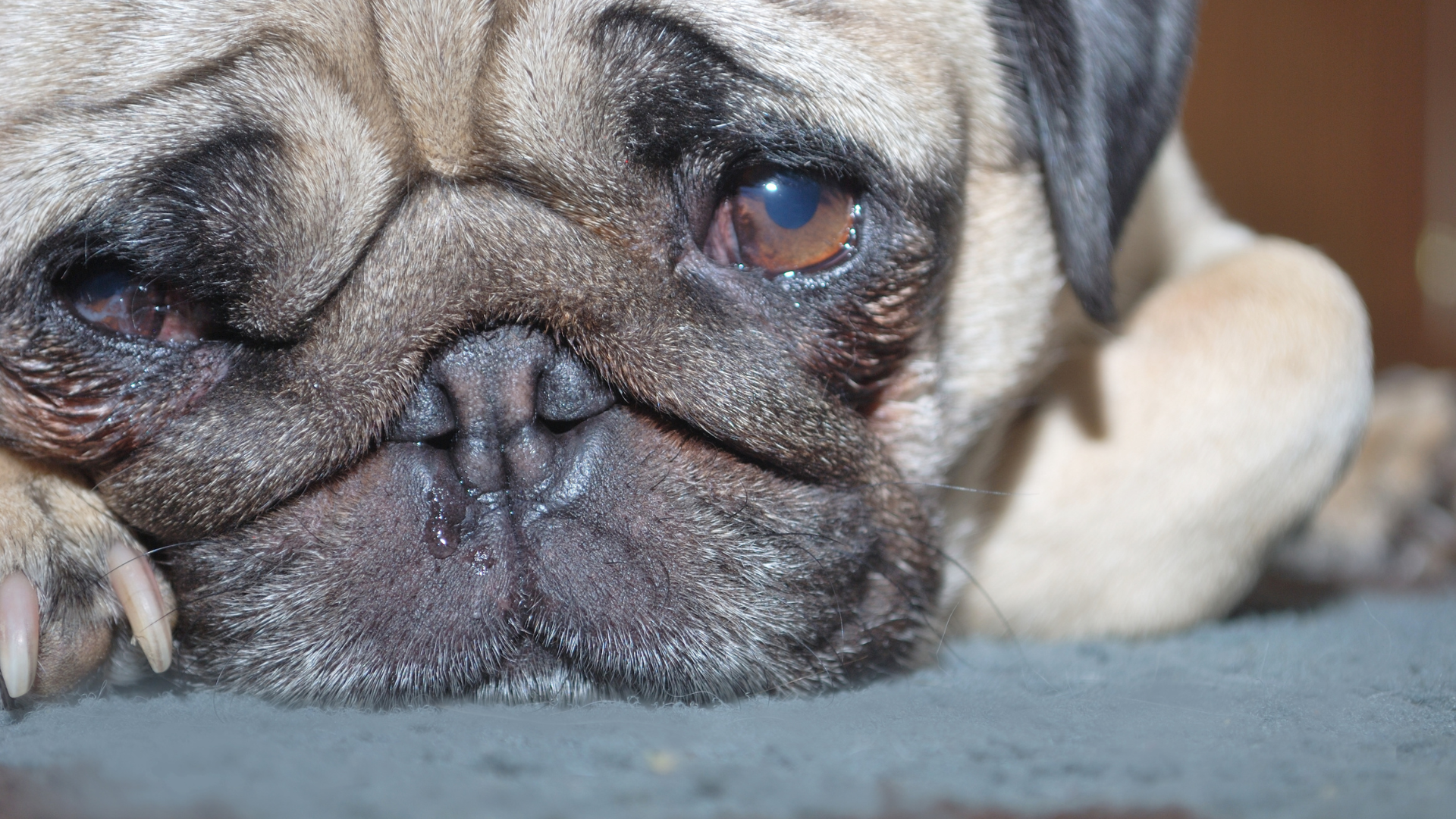 鼻水が出ていて、ぐったりしている犬