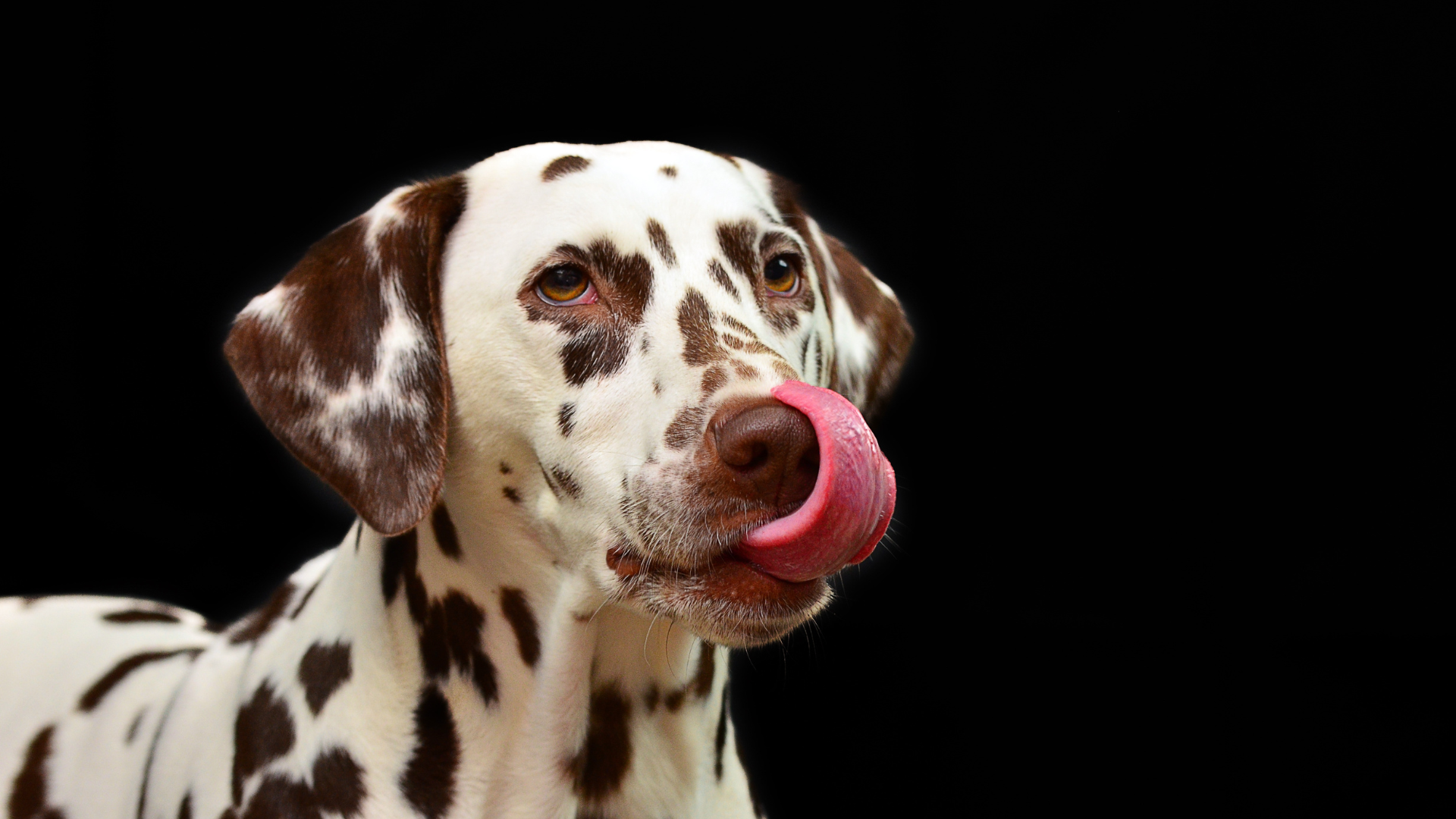 自分の鼻をなめる犬