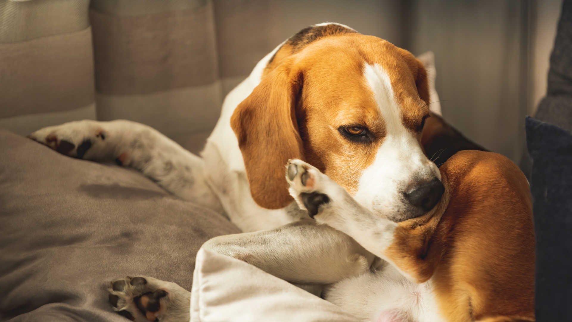 足を嚙んでいる犬