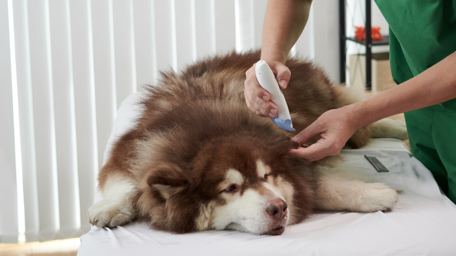 毛刈りをされている犬
