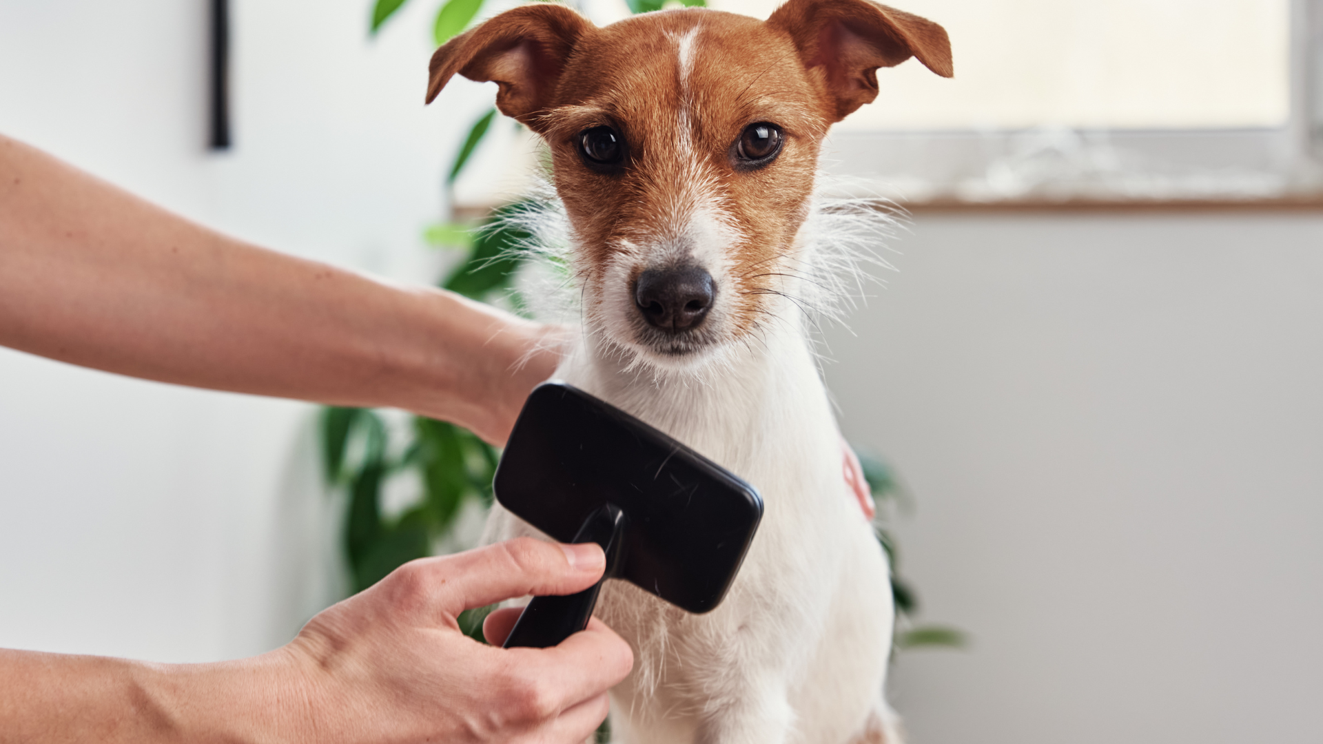グルーミングされている犬