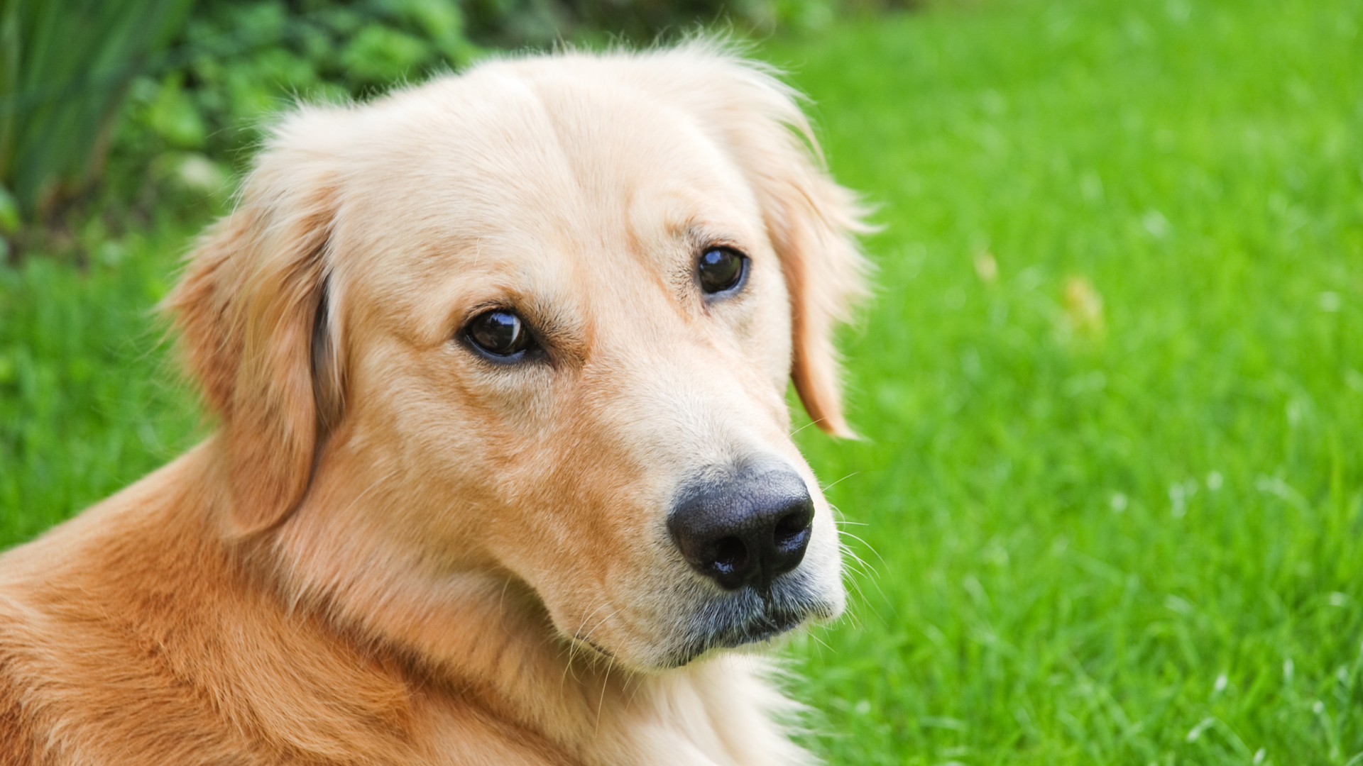 ダブルコートの犬(ホットスポットになりやすい)
