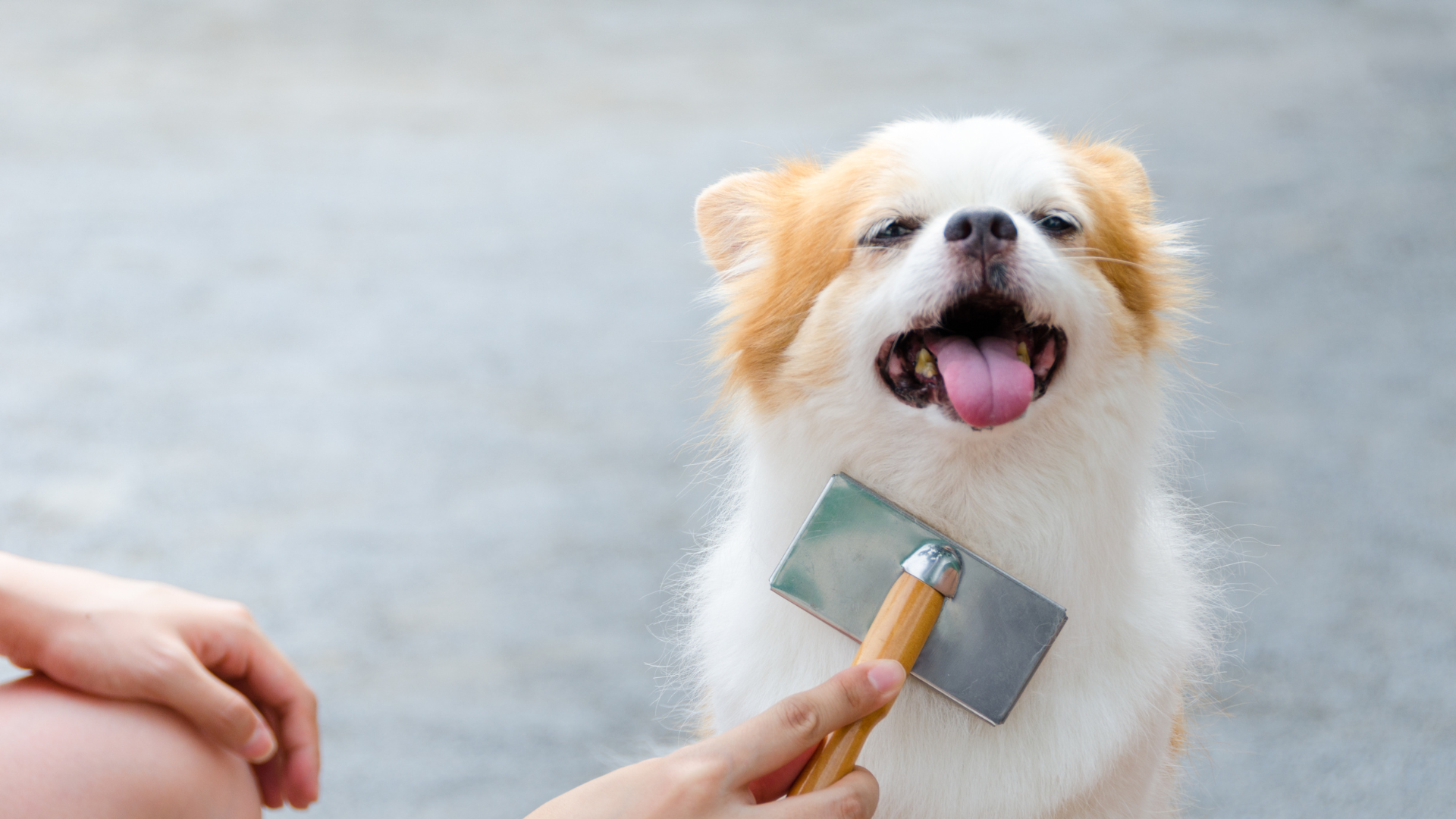 ブラッシングされている犬