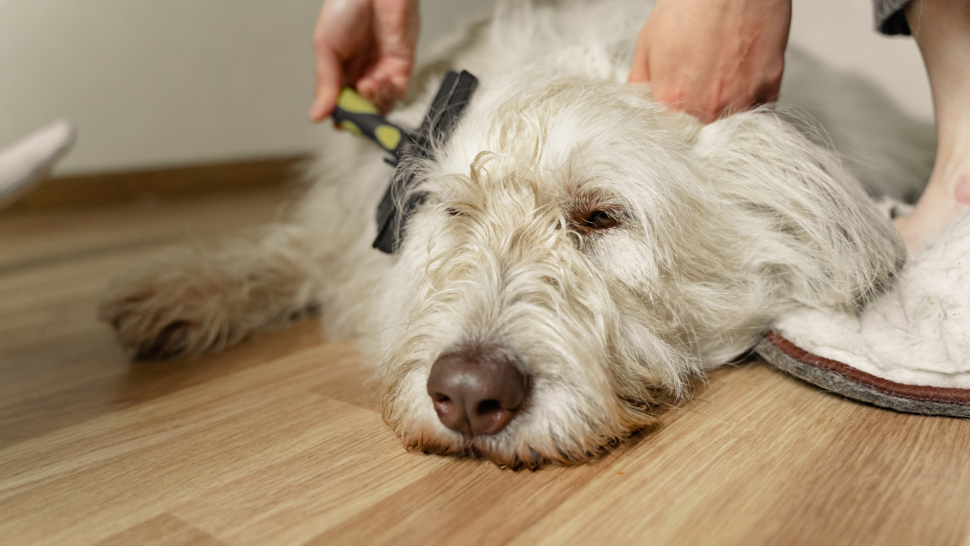 ブラッシングされている長毛の犬