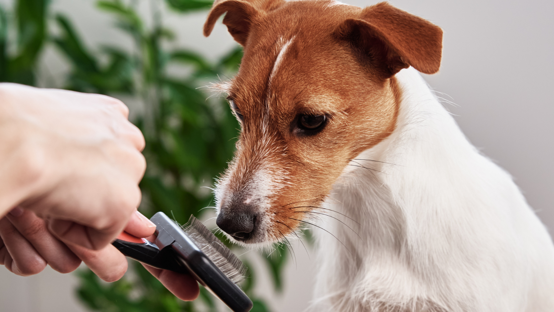 ブラシを見ている犬