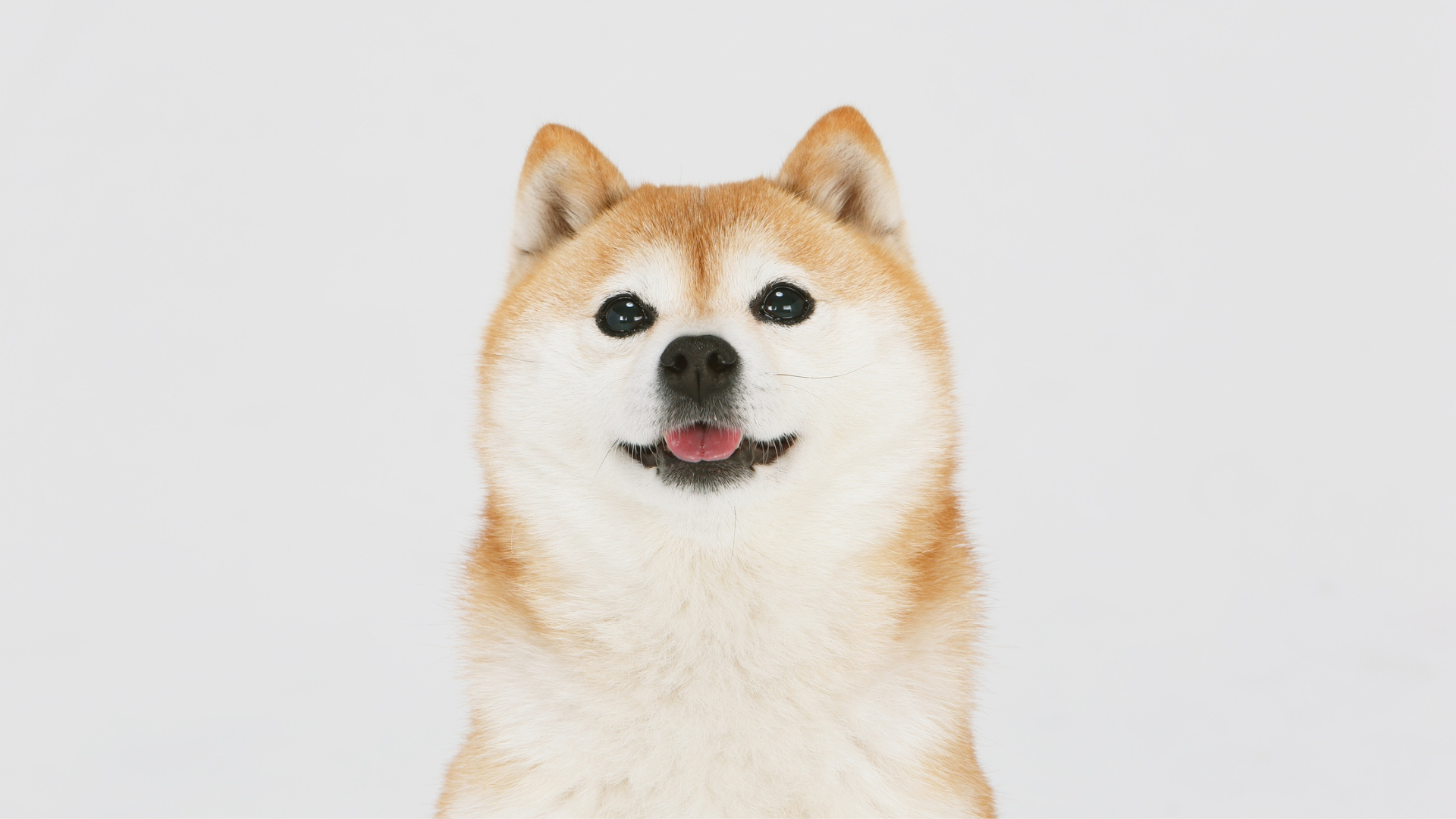 不思議そうにしている犬