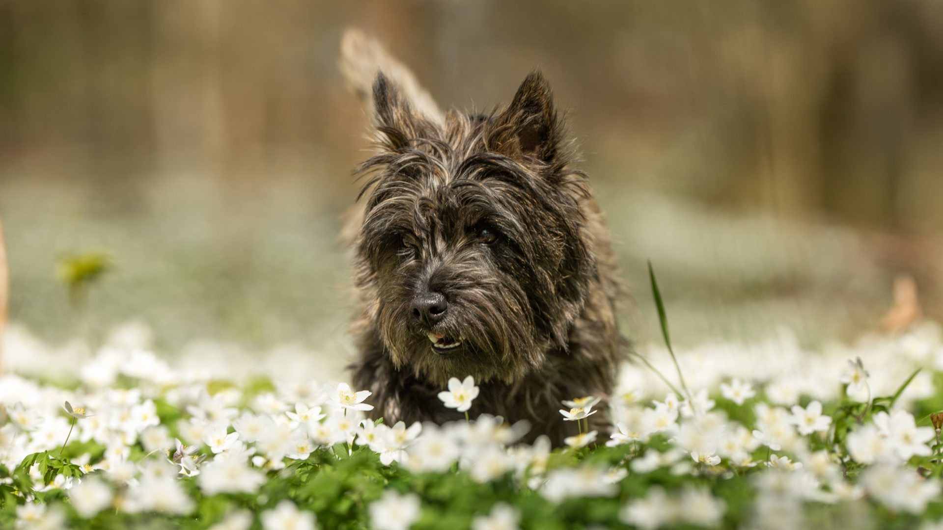 春のお花に囲まれている犬