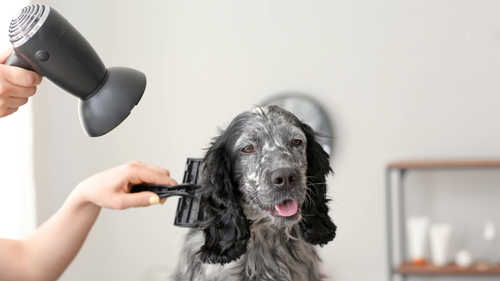 ドライヤーをされている犬
