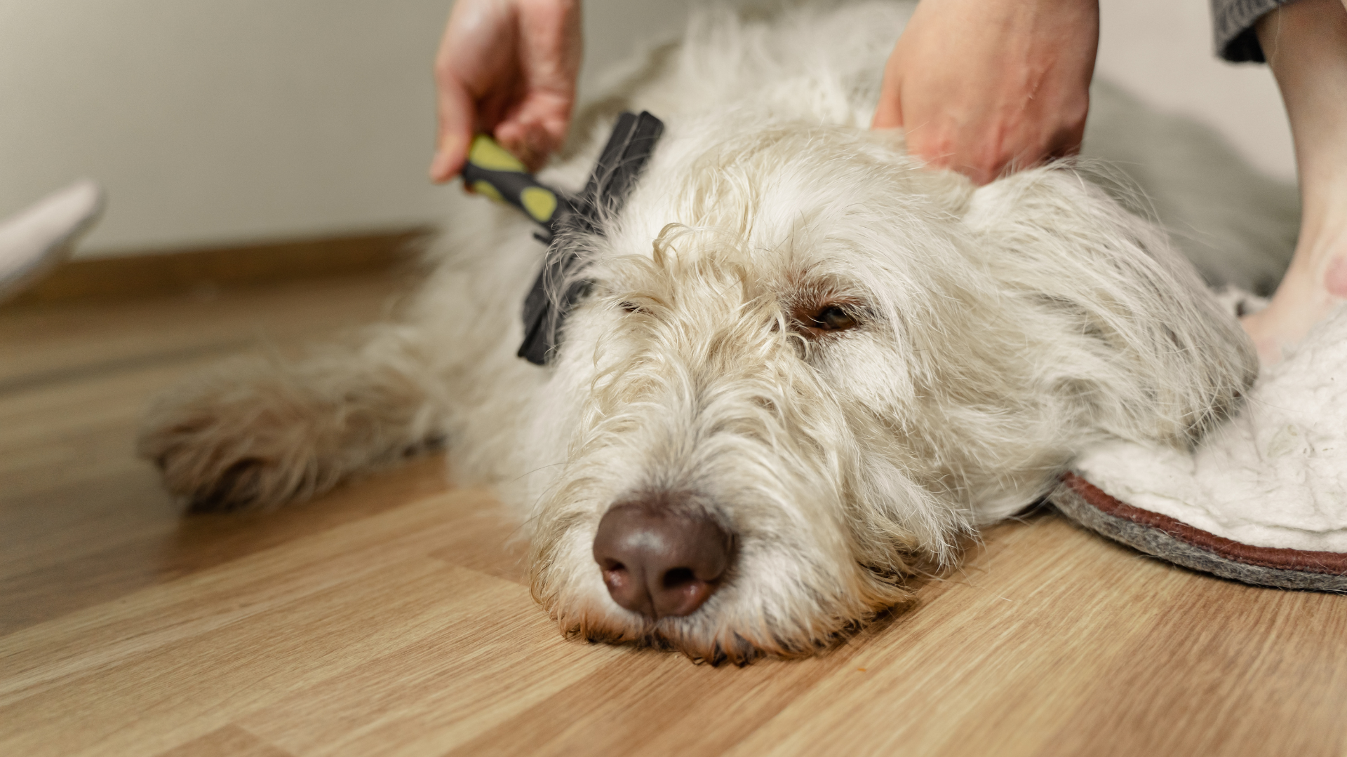 グルーミングされている犬
