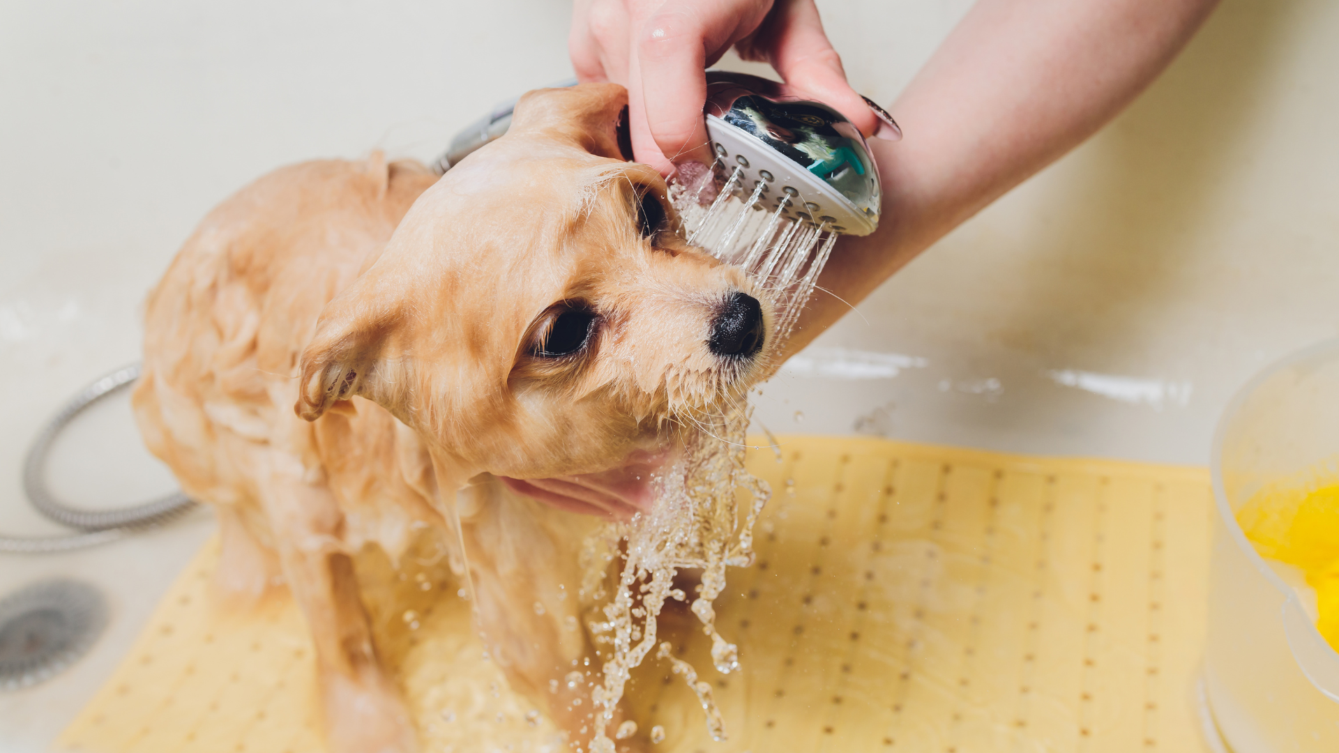 シャンプーのすすぎをされているポメラニアン犬