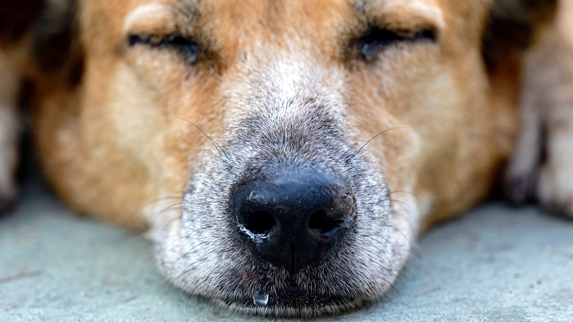 鼻水が出ている犬
